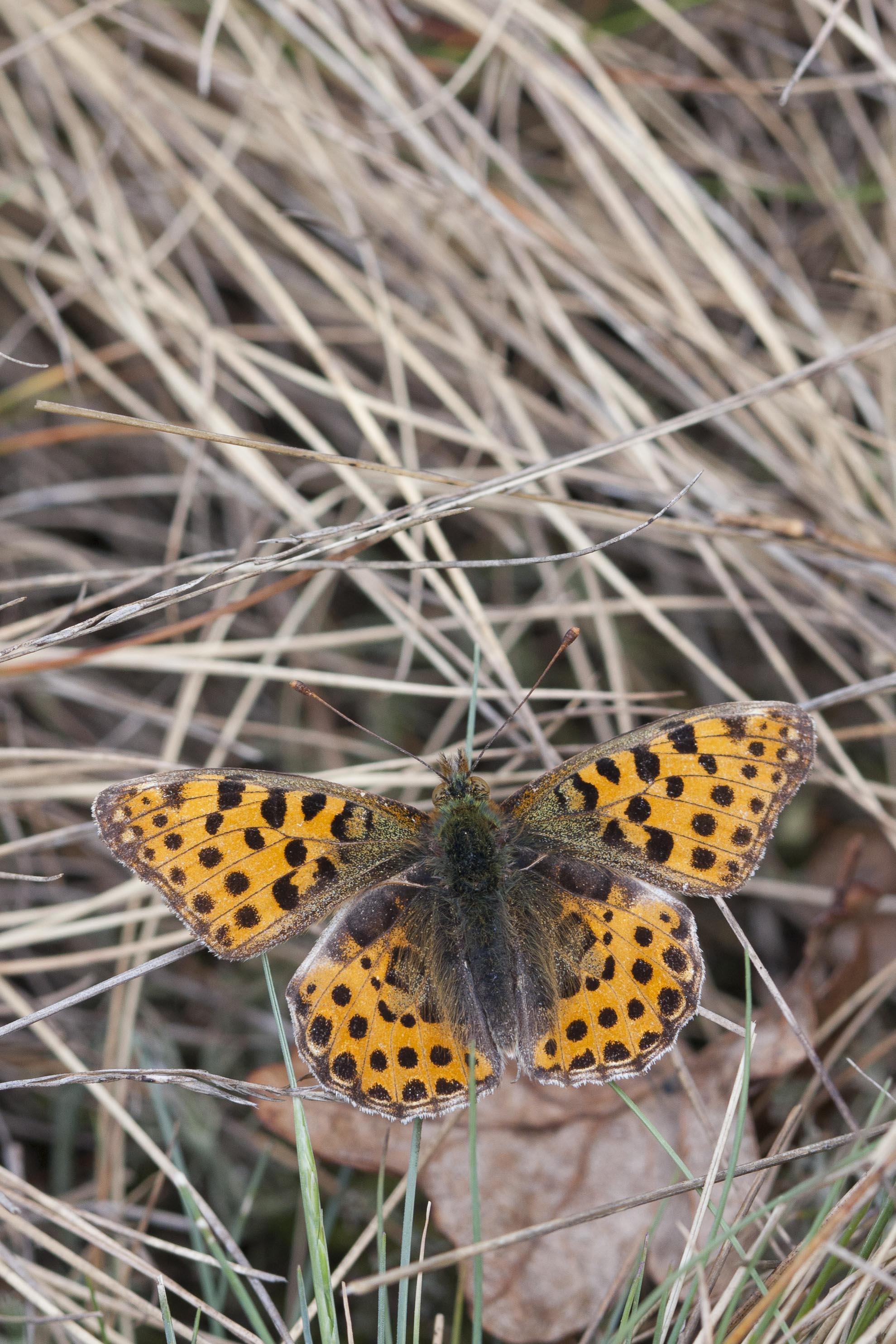 Queen of spain fritillary 