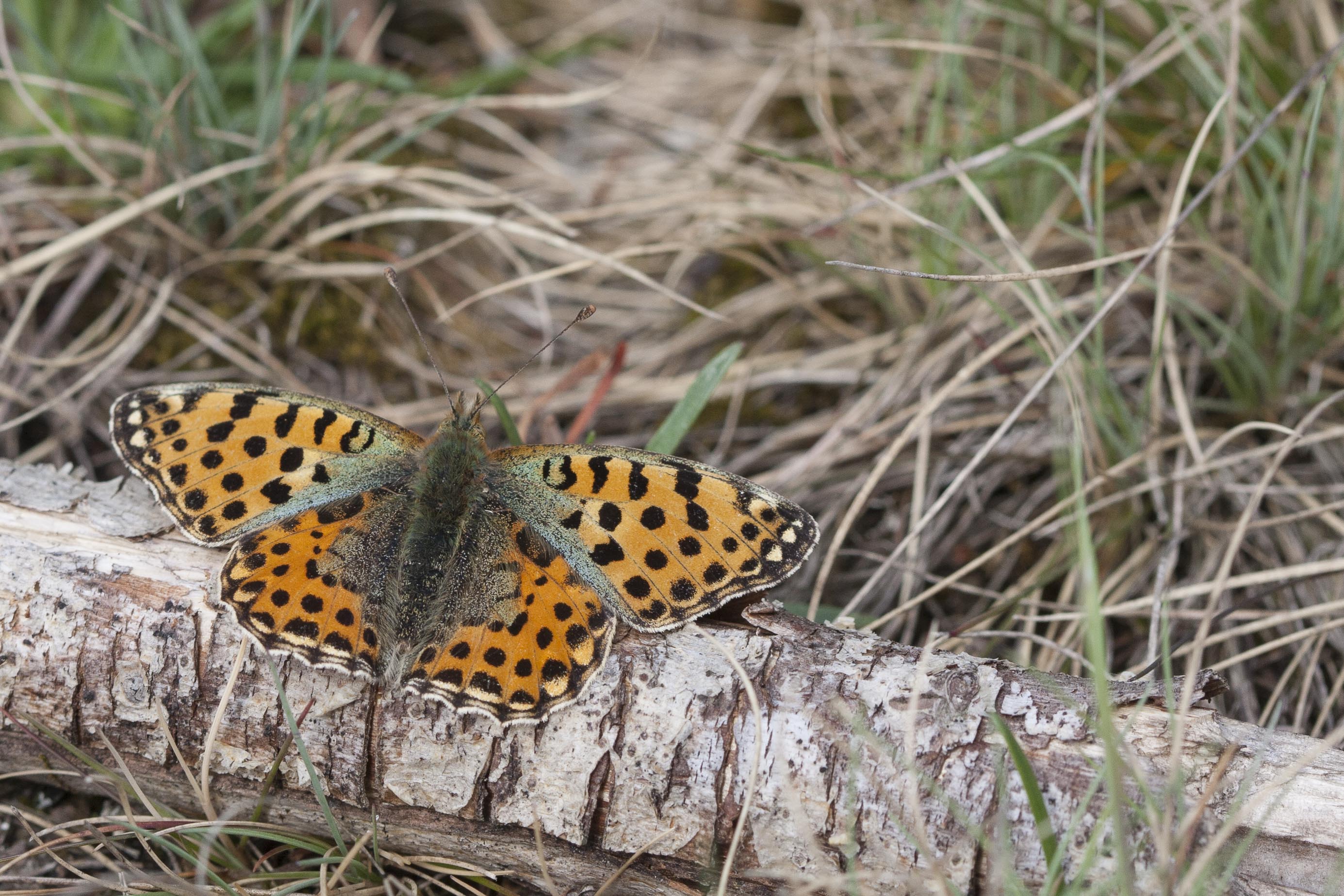 Queen of spain fritillary  - Issoria lathonia