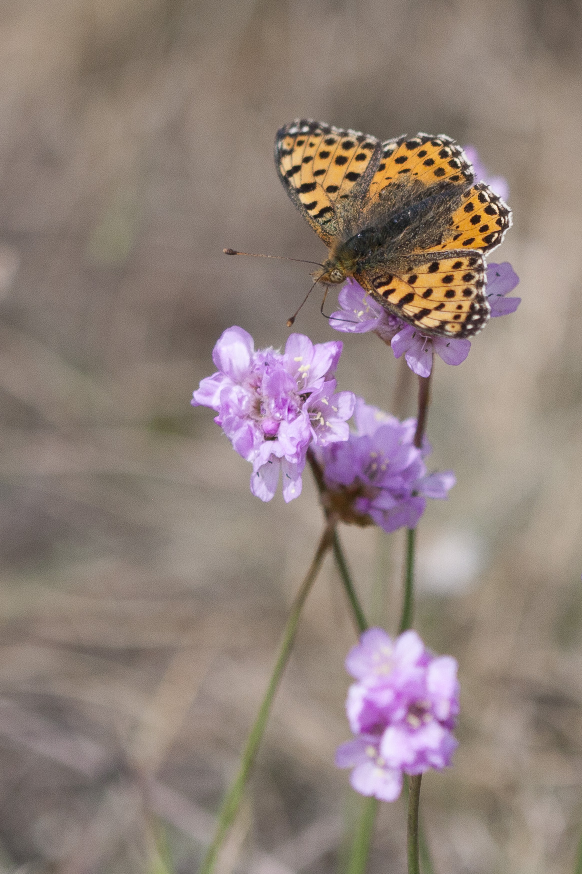 Queen of spain fritillary  - Issoria lathonia