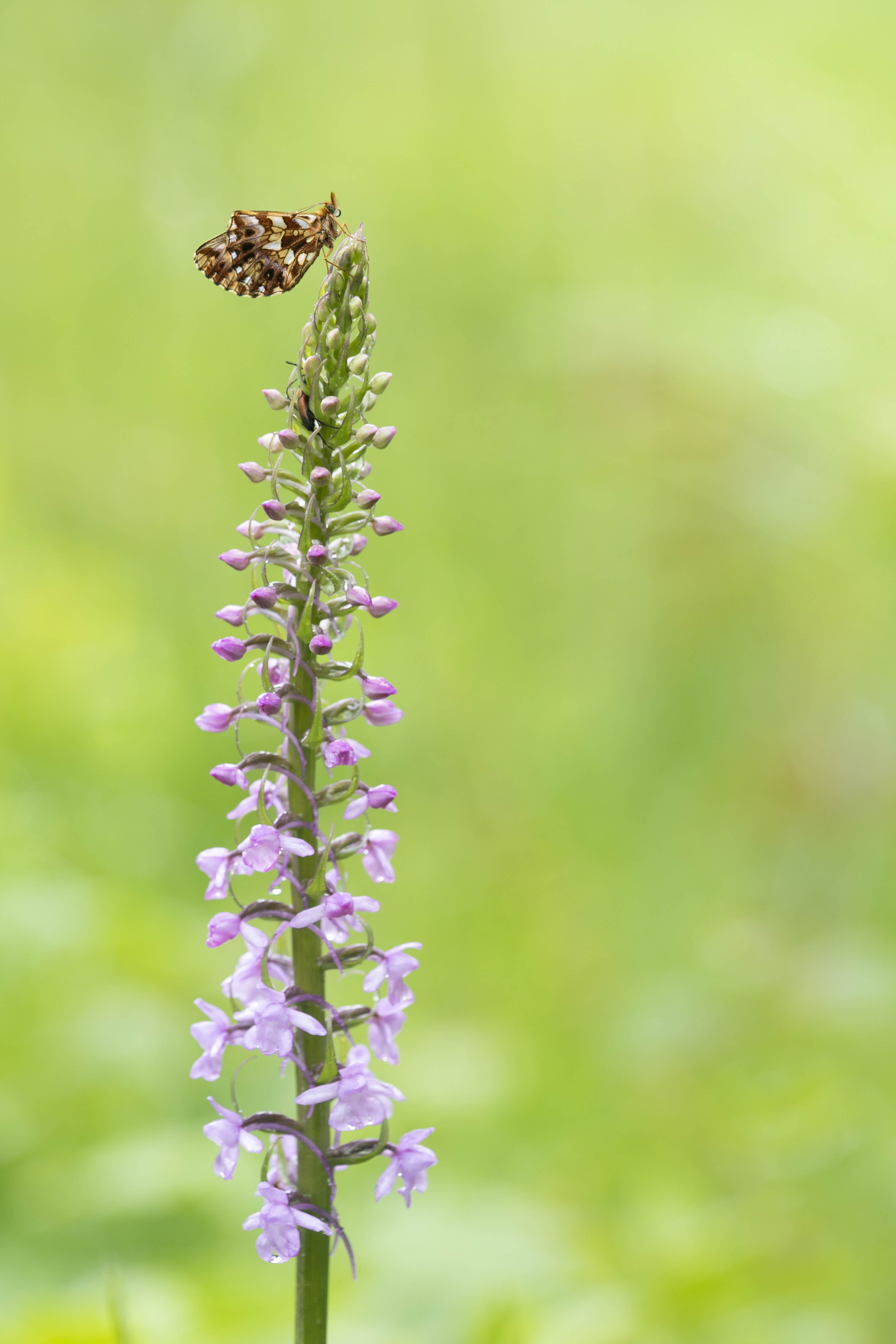 Paarse Parelmoervlinder  (Boloria dia)