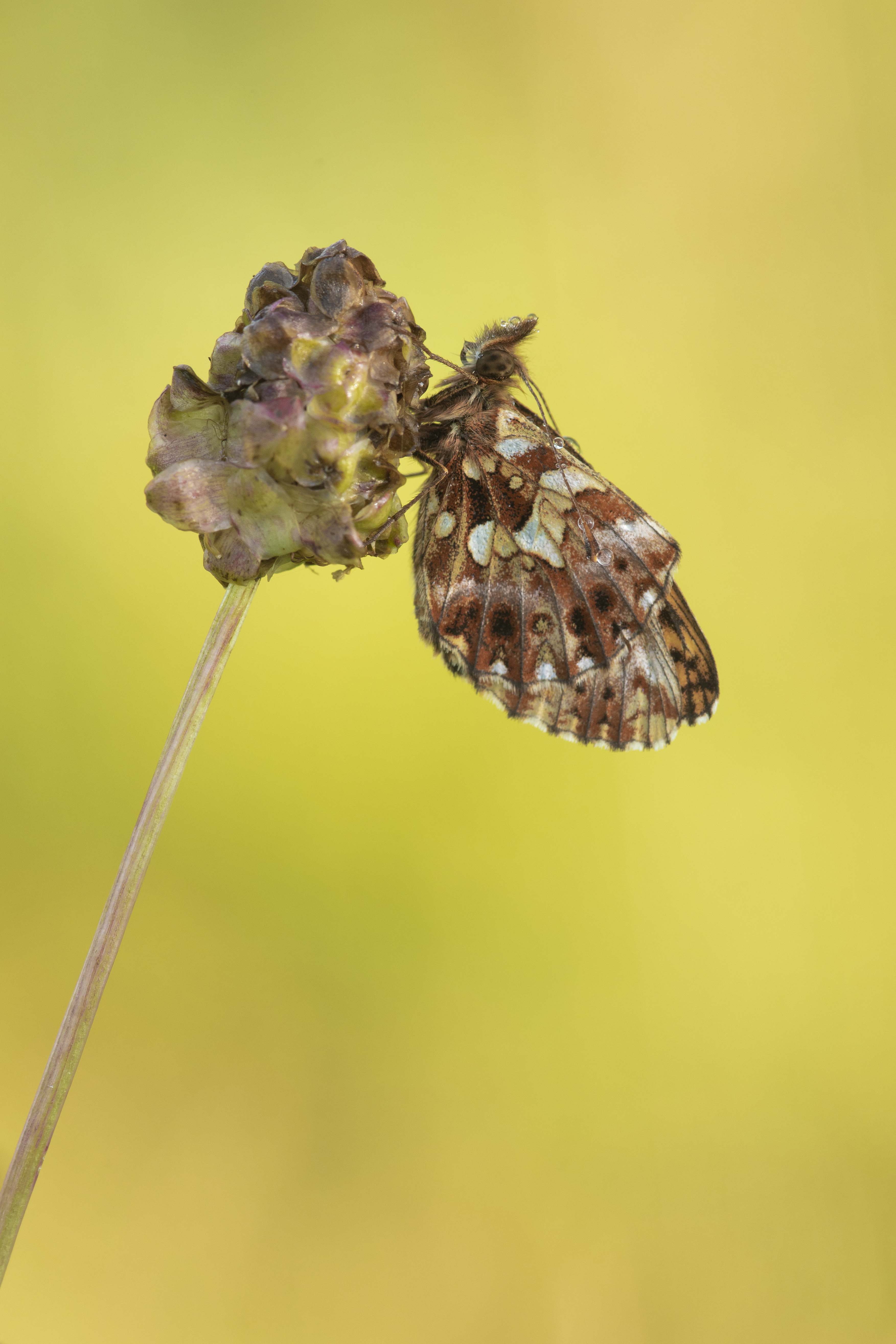 Weaver's fritillary  - Boloria dia