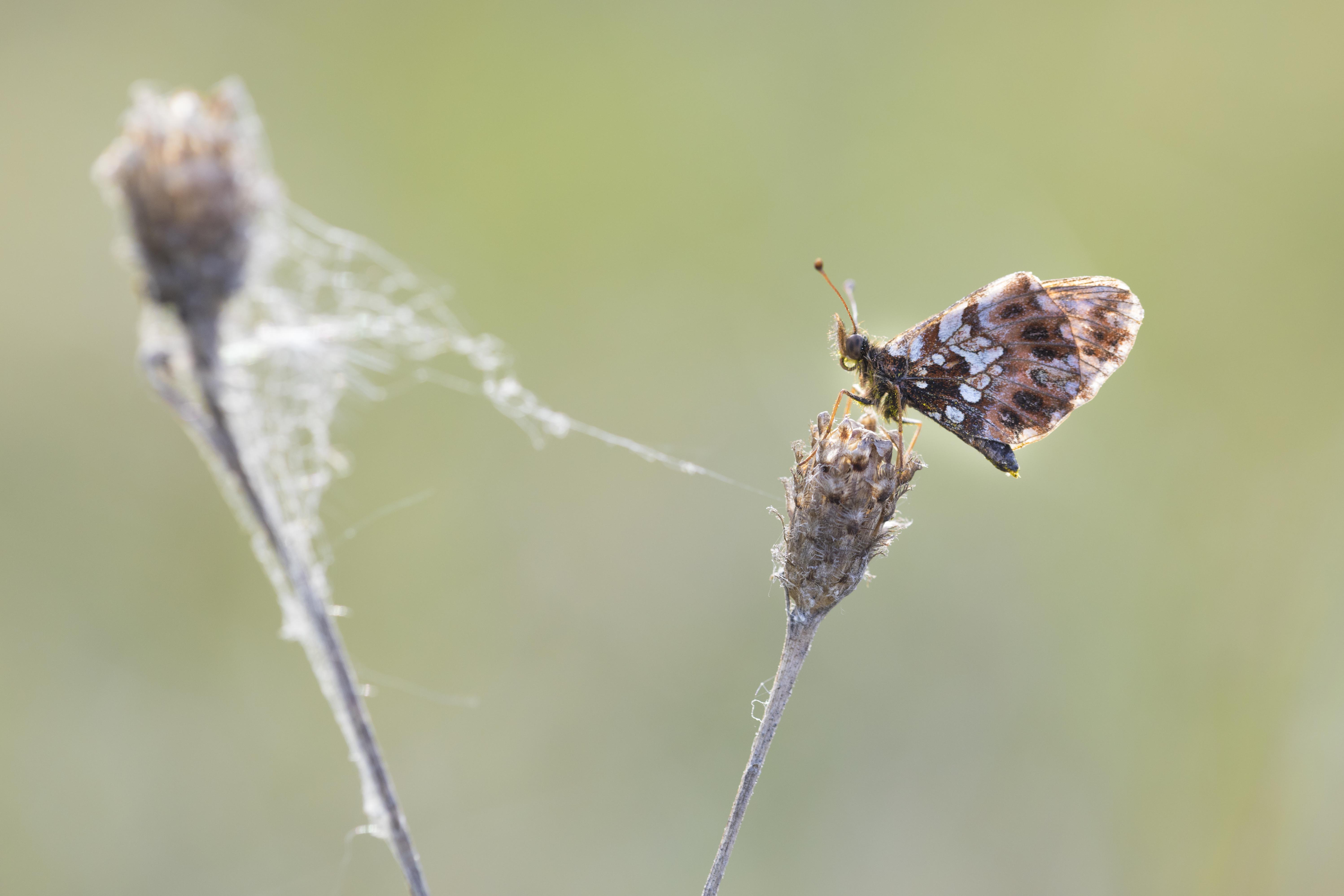 Paarse Parelmoervlinder  - Boloria dia