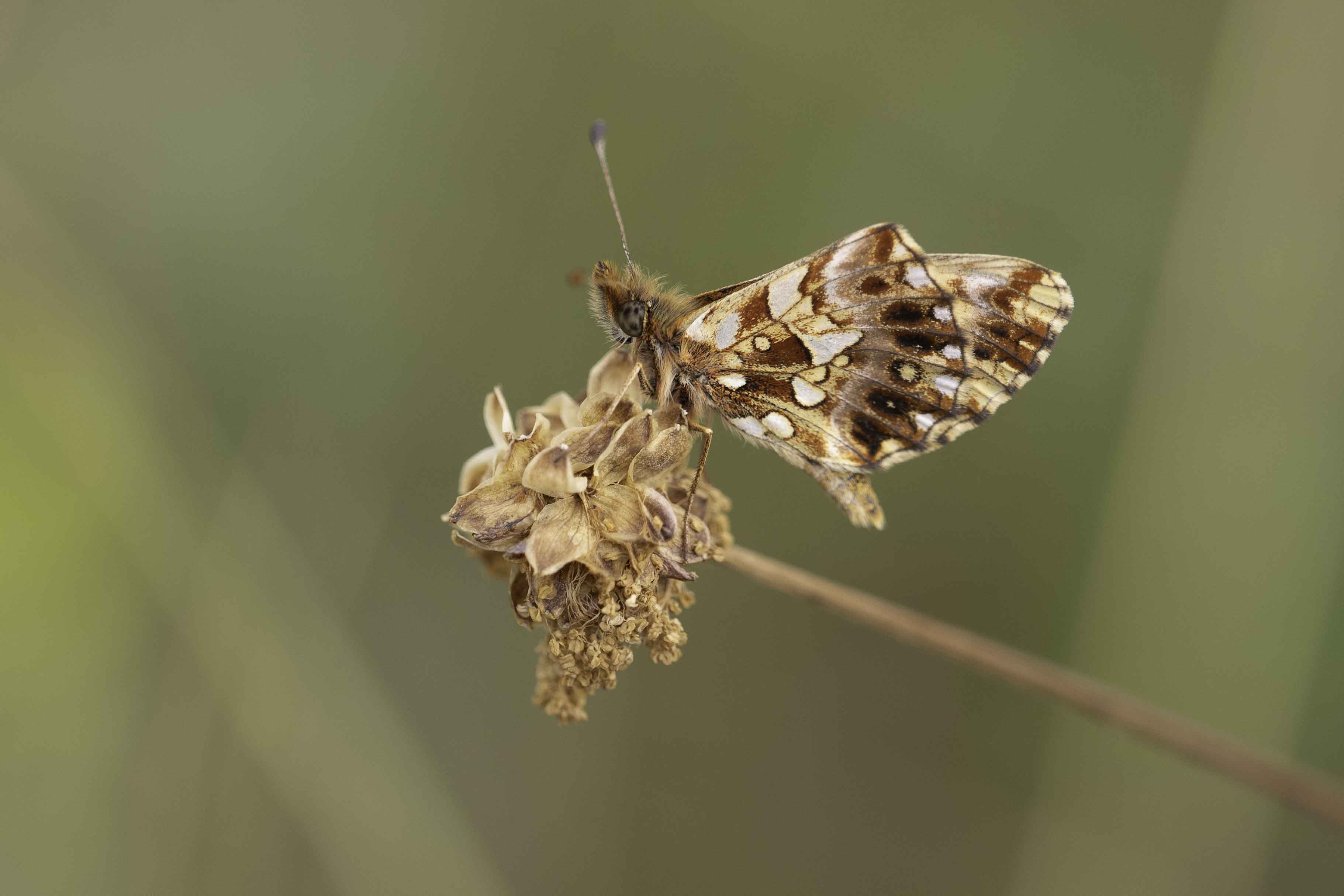 Weaver's fritillary  - Boloria dia