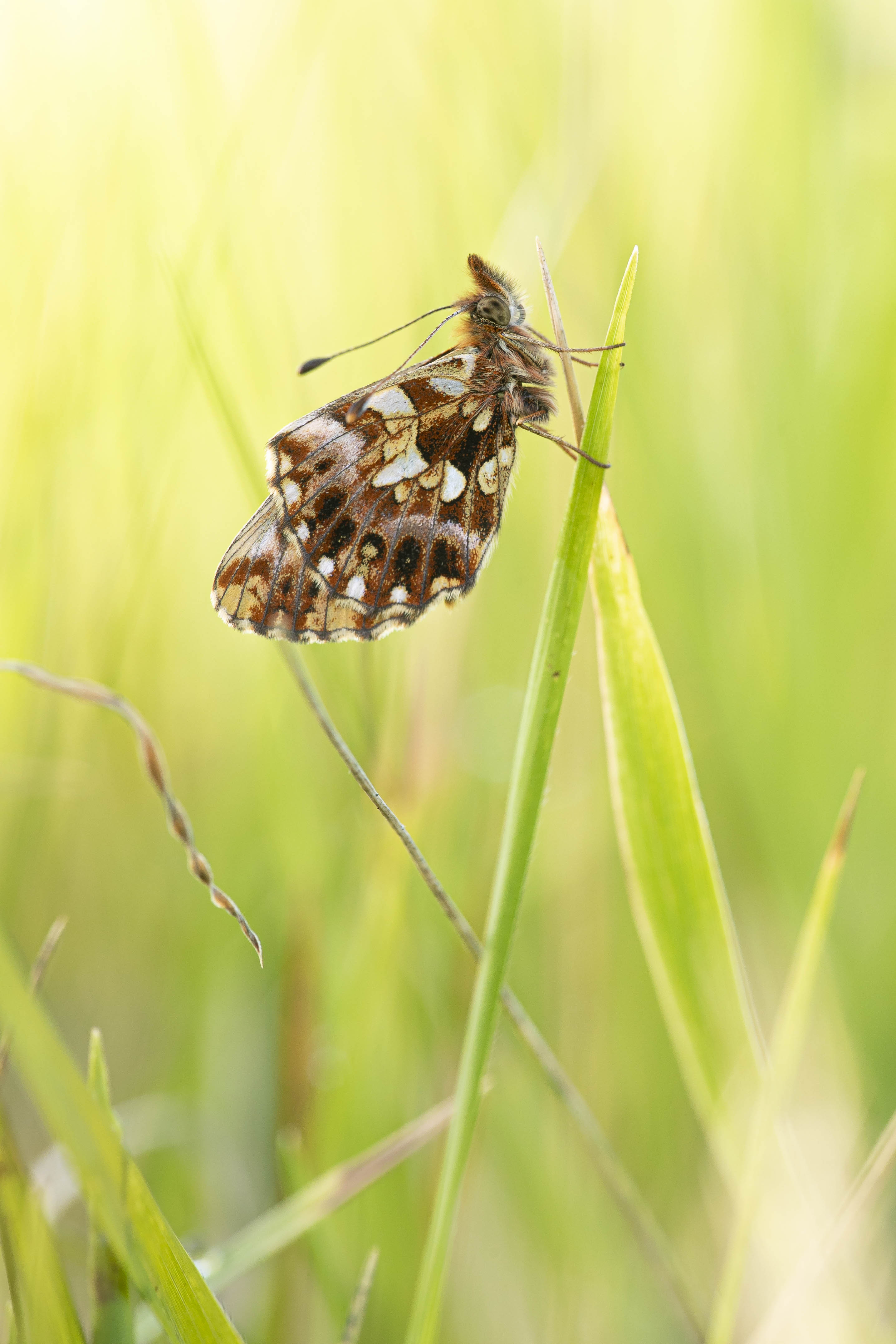 Weaver's fritillary  - Boloria dia