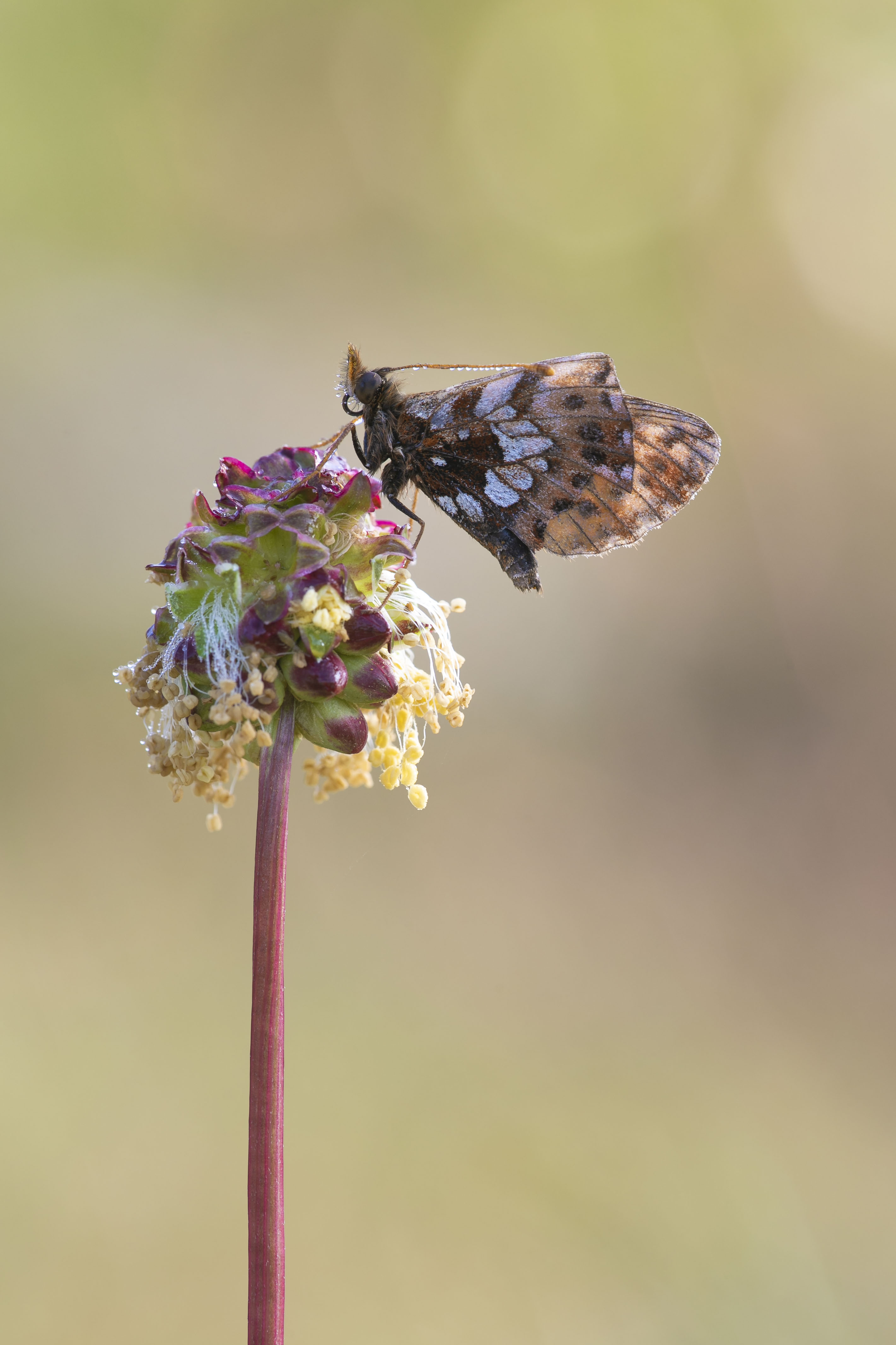 Paarse Parelmoervlinder  - Boloria dia