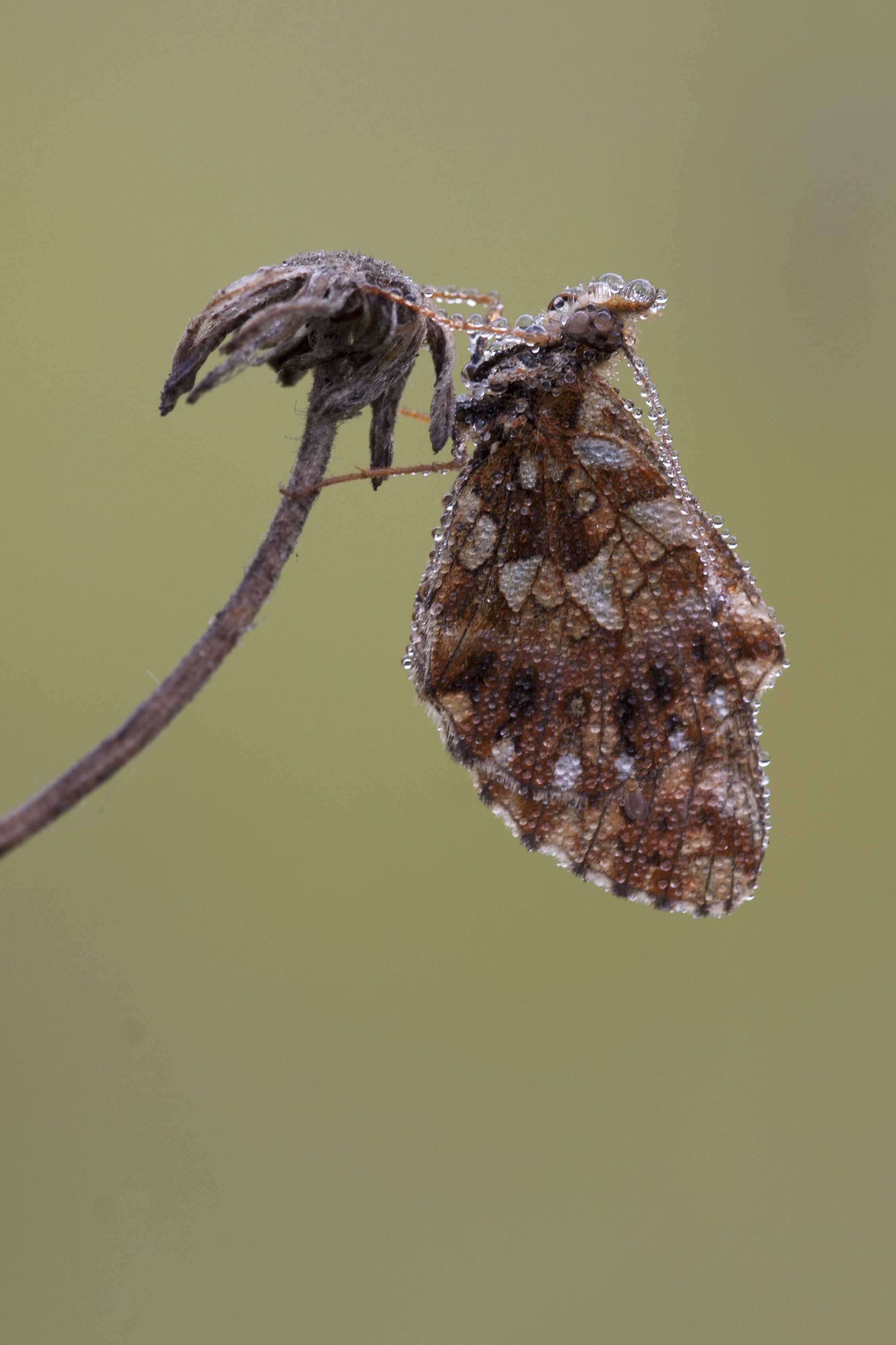 Paarse Parelmoervlinder  - Boloria dia