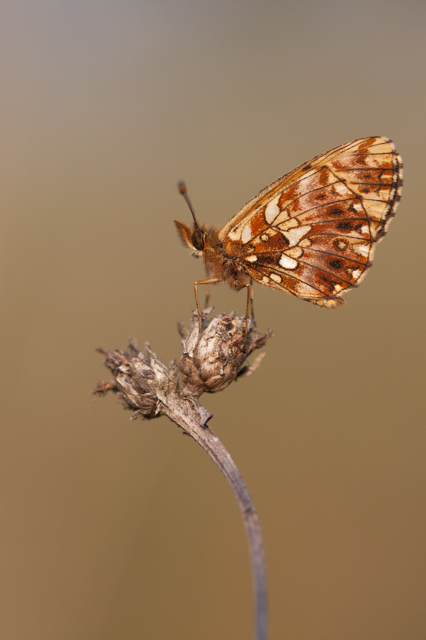 Weaver's fritillary  - Boloria dia