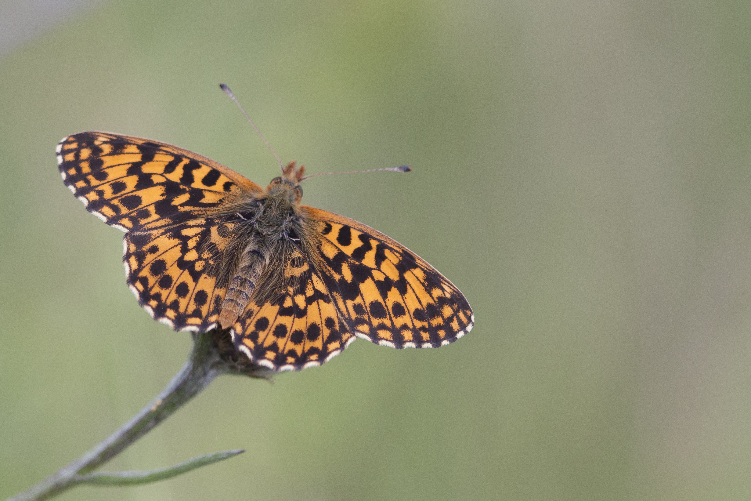 Weaver's fritillary  - Boloria dia