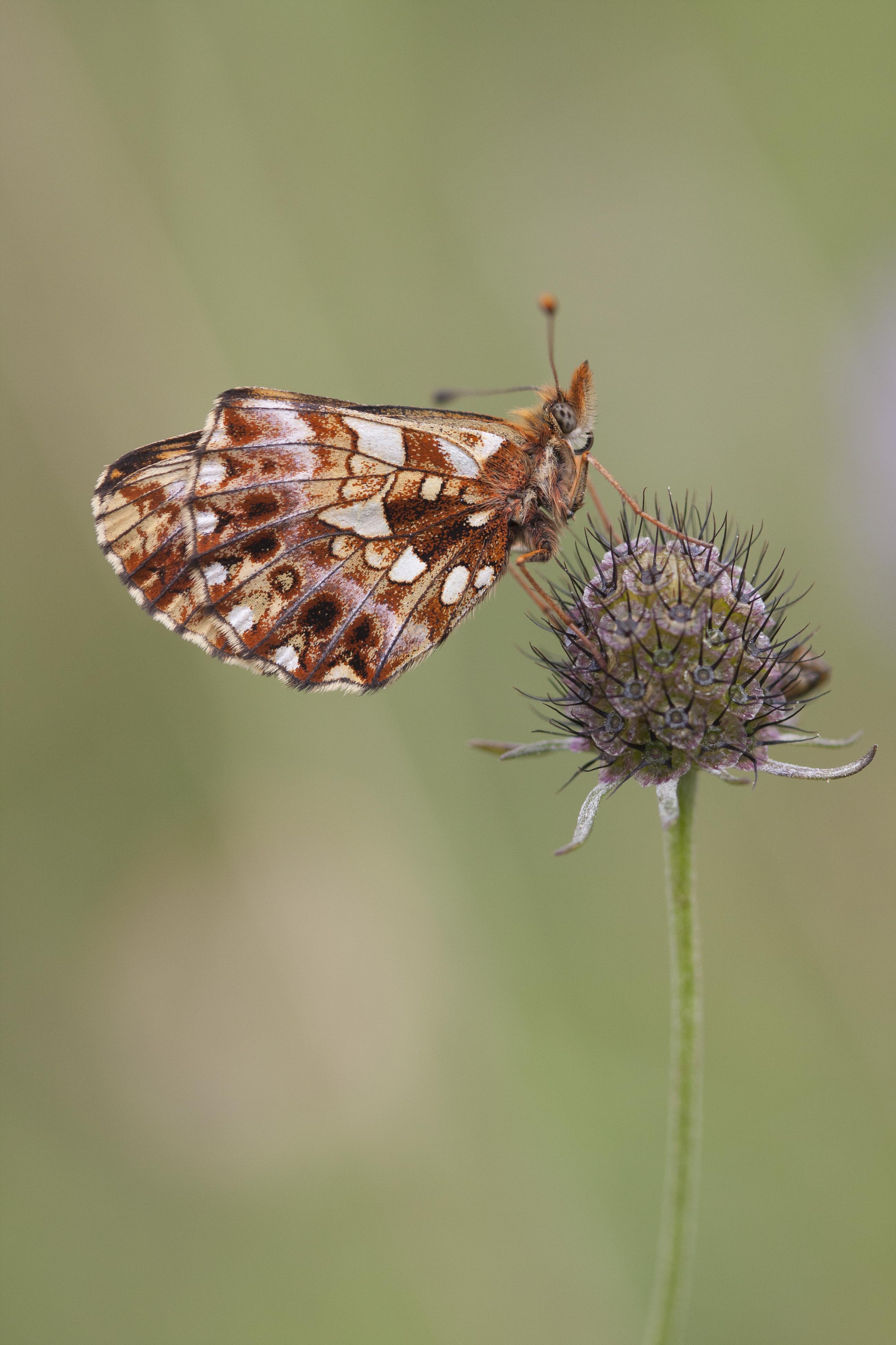 Weaver's fritillary  - Boloria dia