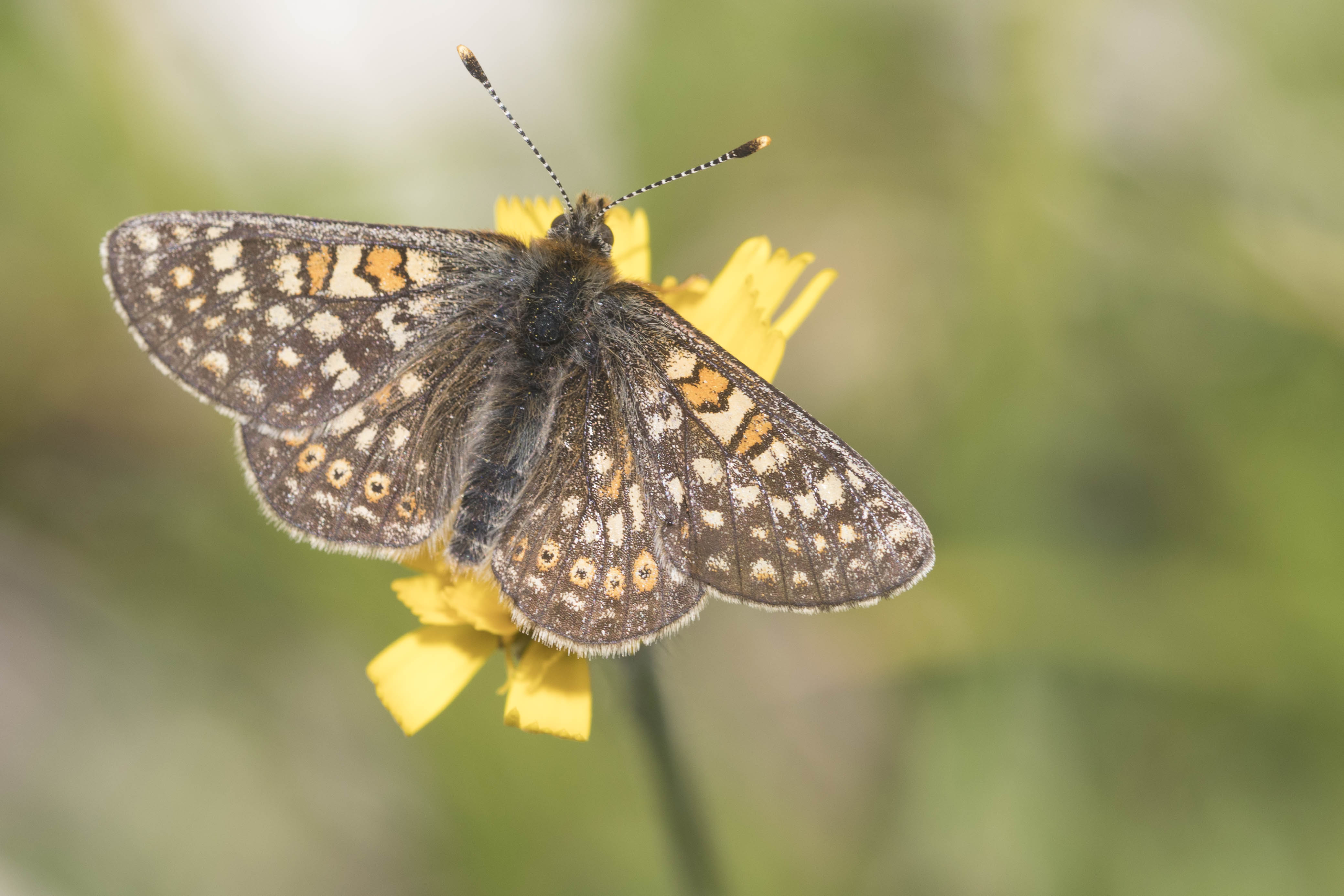 Marsh fritillary  - Eurodryas aurinia