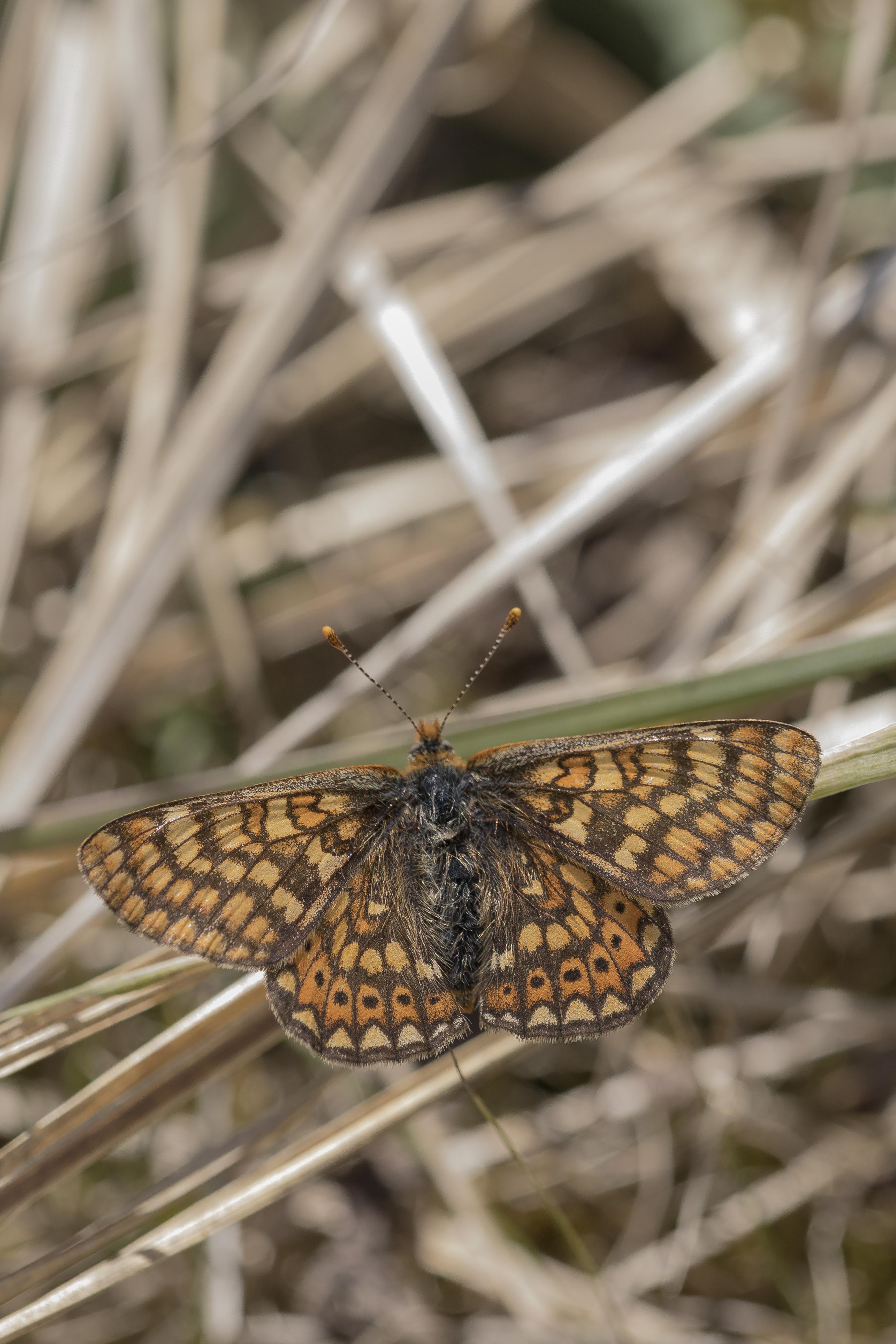 Marsh fritillary  - Eurodryas aurinia