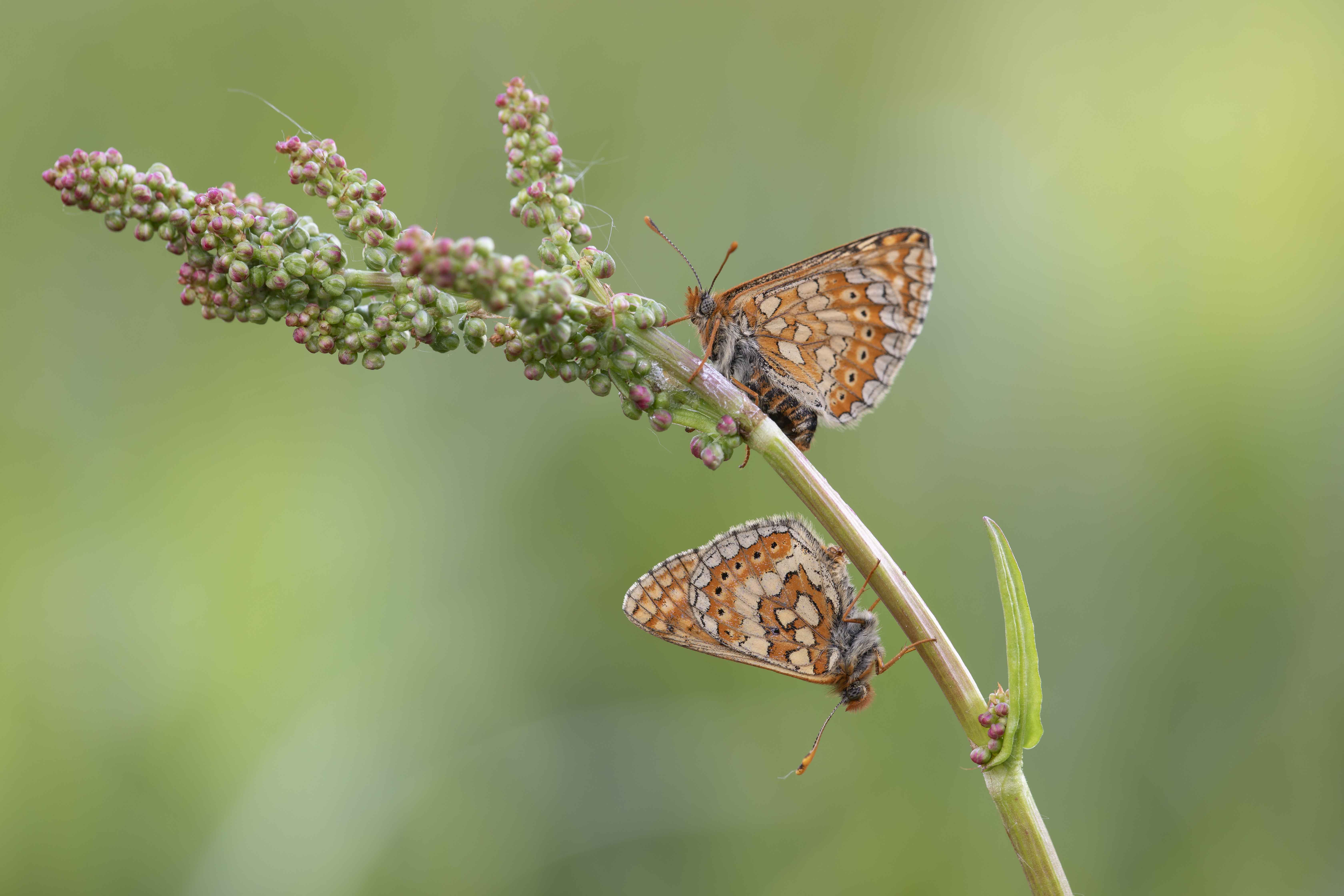 Marsh fritillary  - Eurodryas aurinia