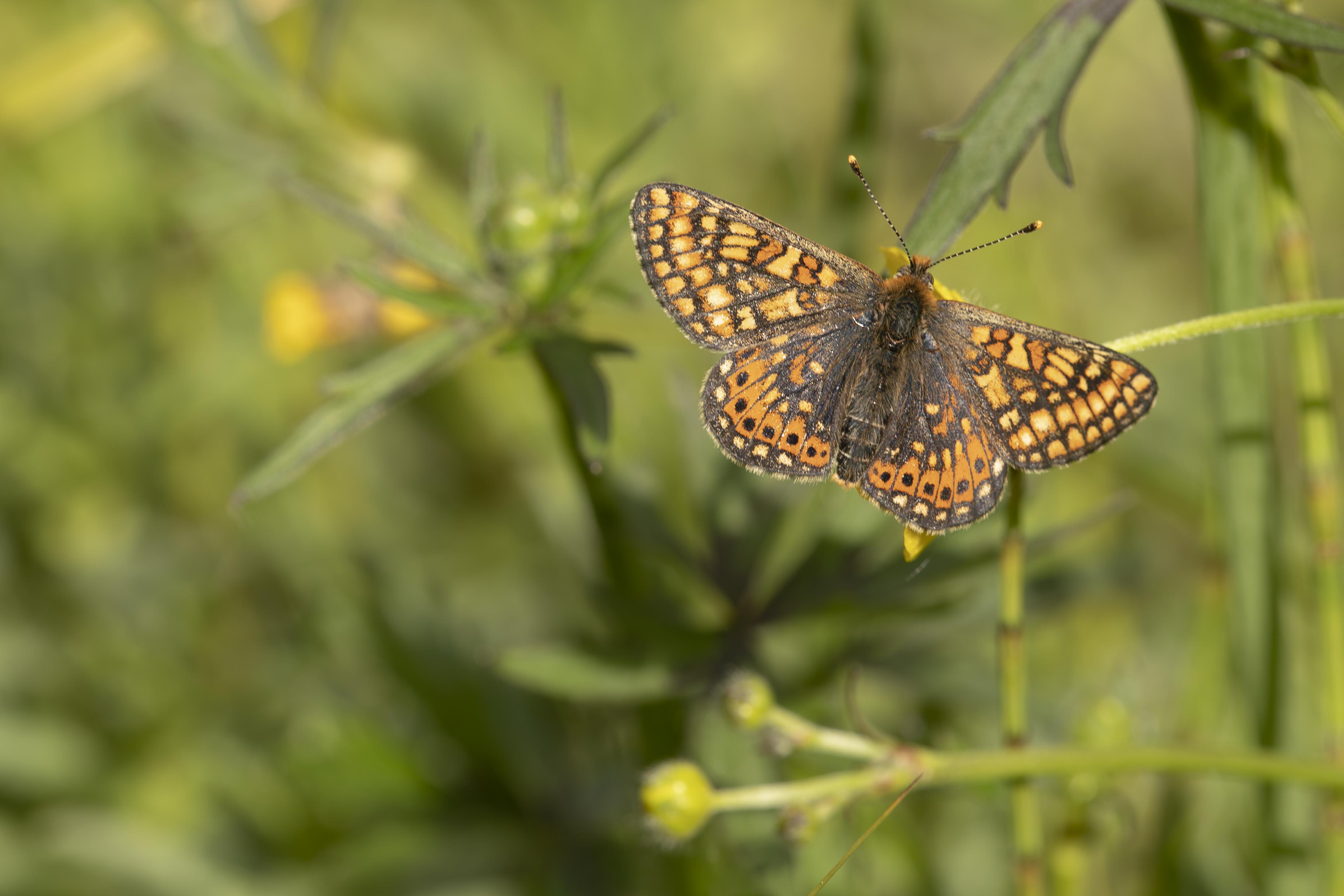 Marsh fritillary  - Eurodryas aurinia