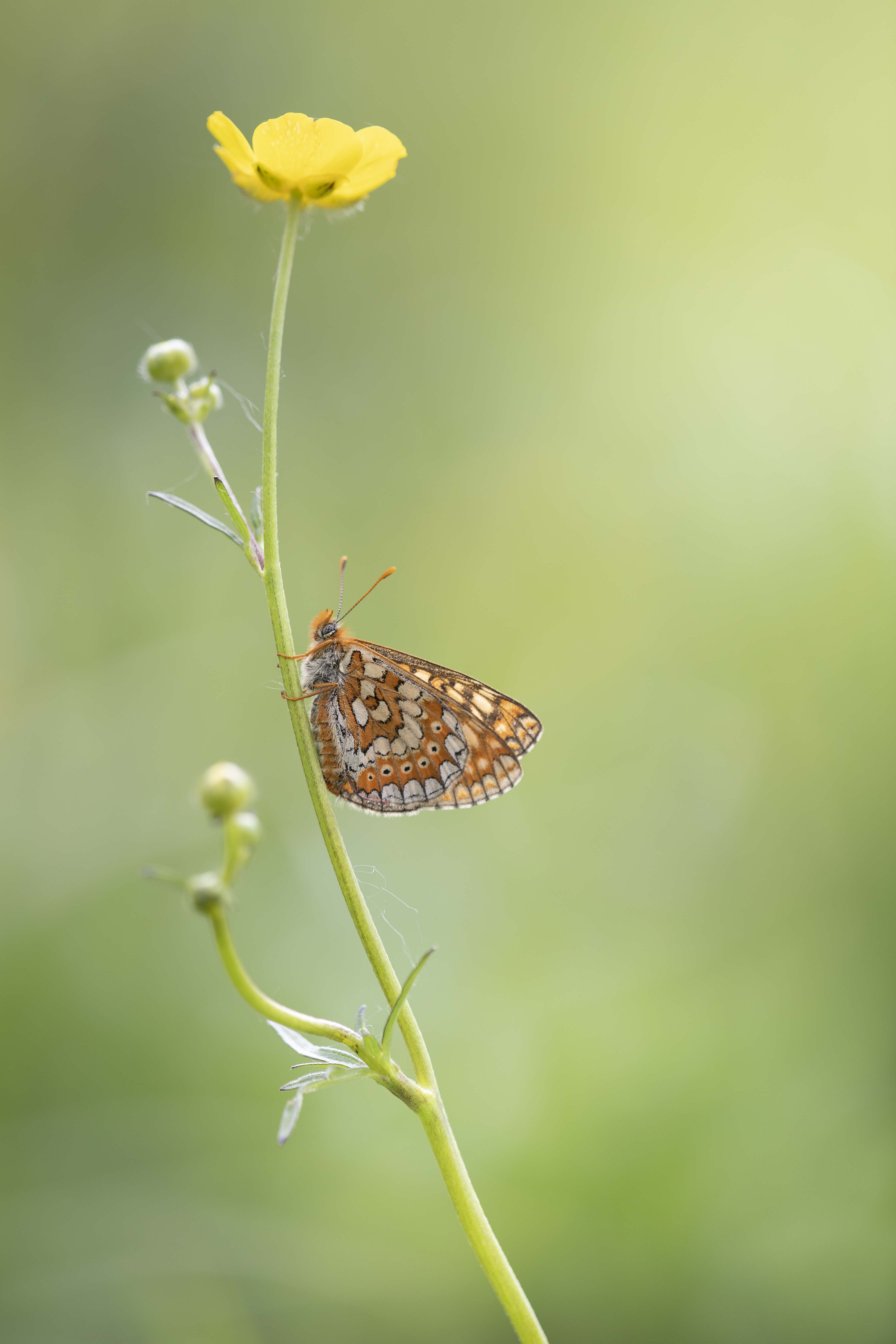 Marsh fritillary  - Eurodryas aurinia