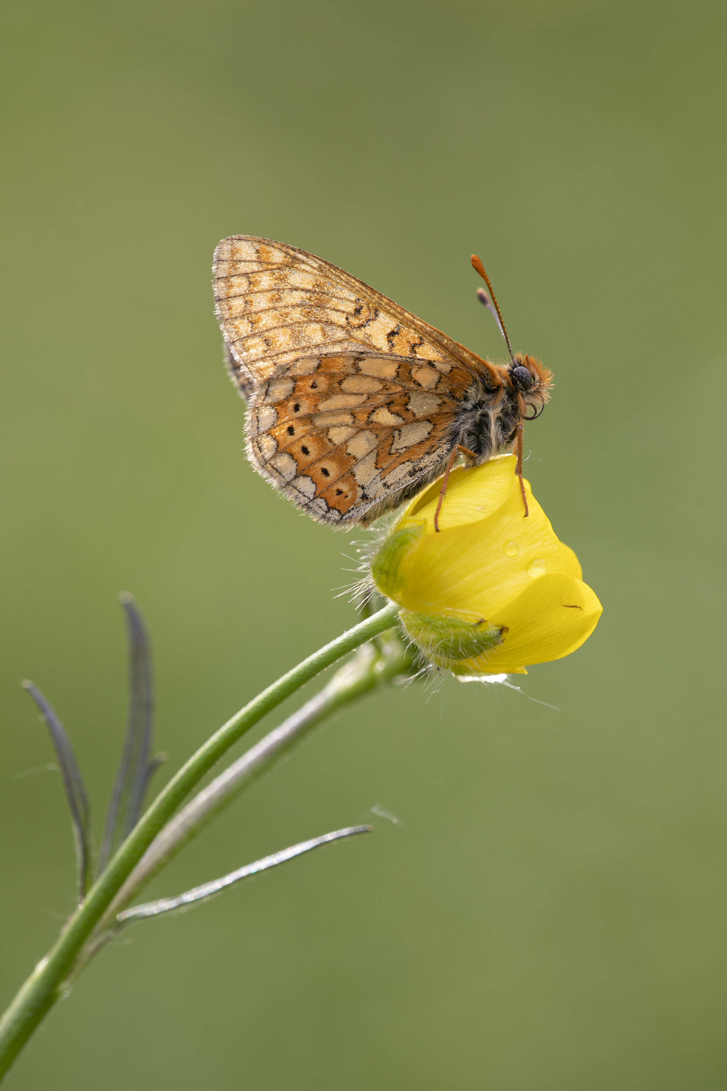 Marsh fritillary  - Eurodryas aurinia