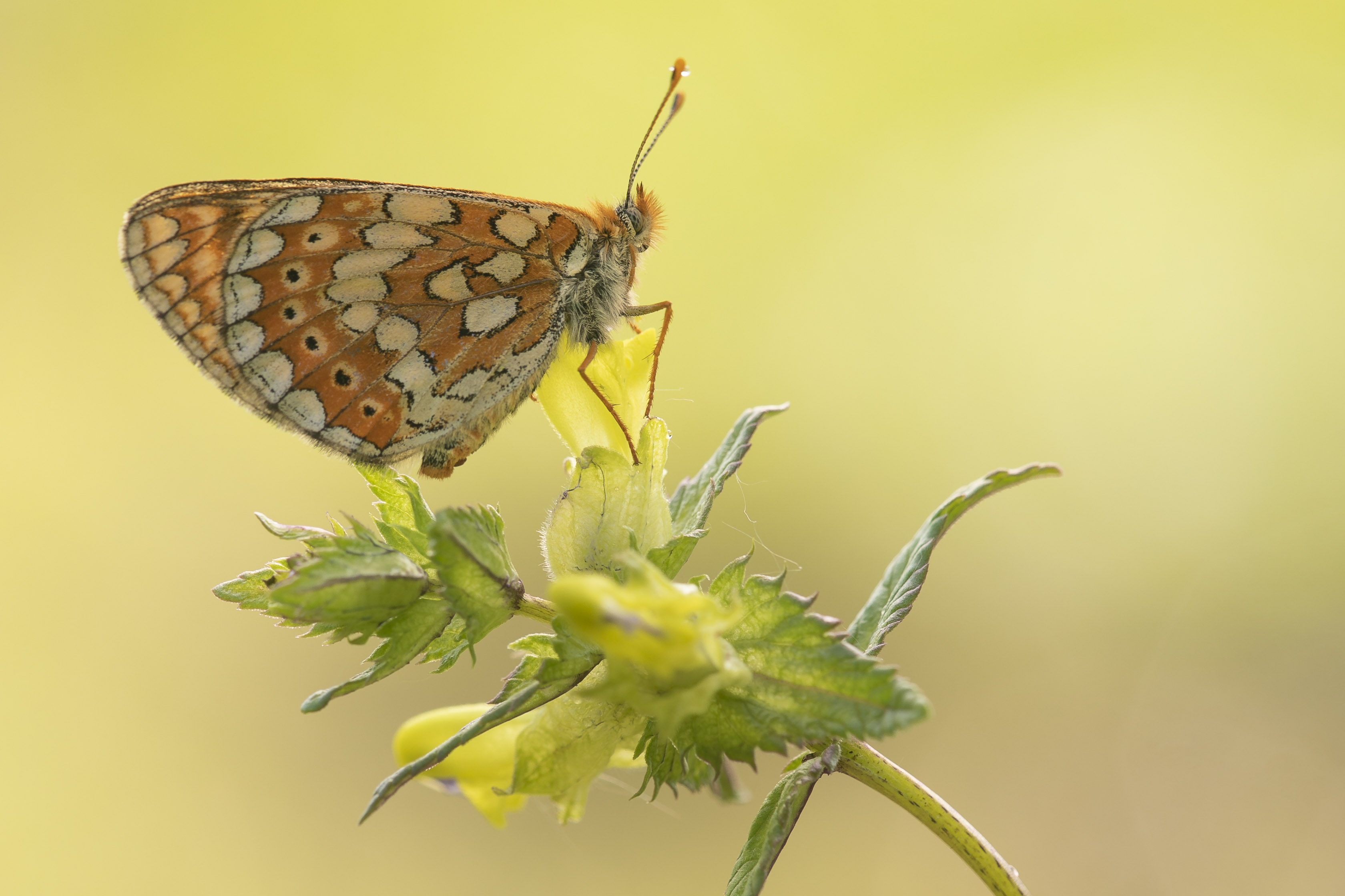 Marsh fritillary  - Eurodryas aurinia