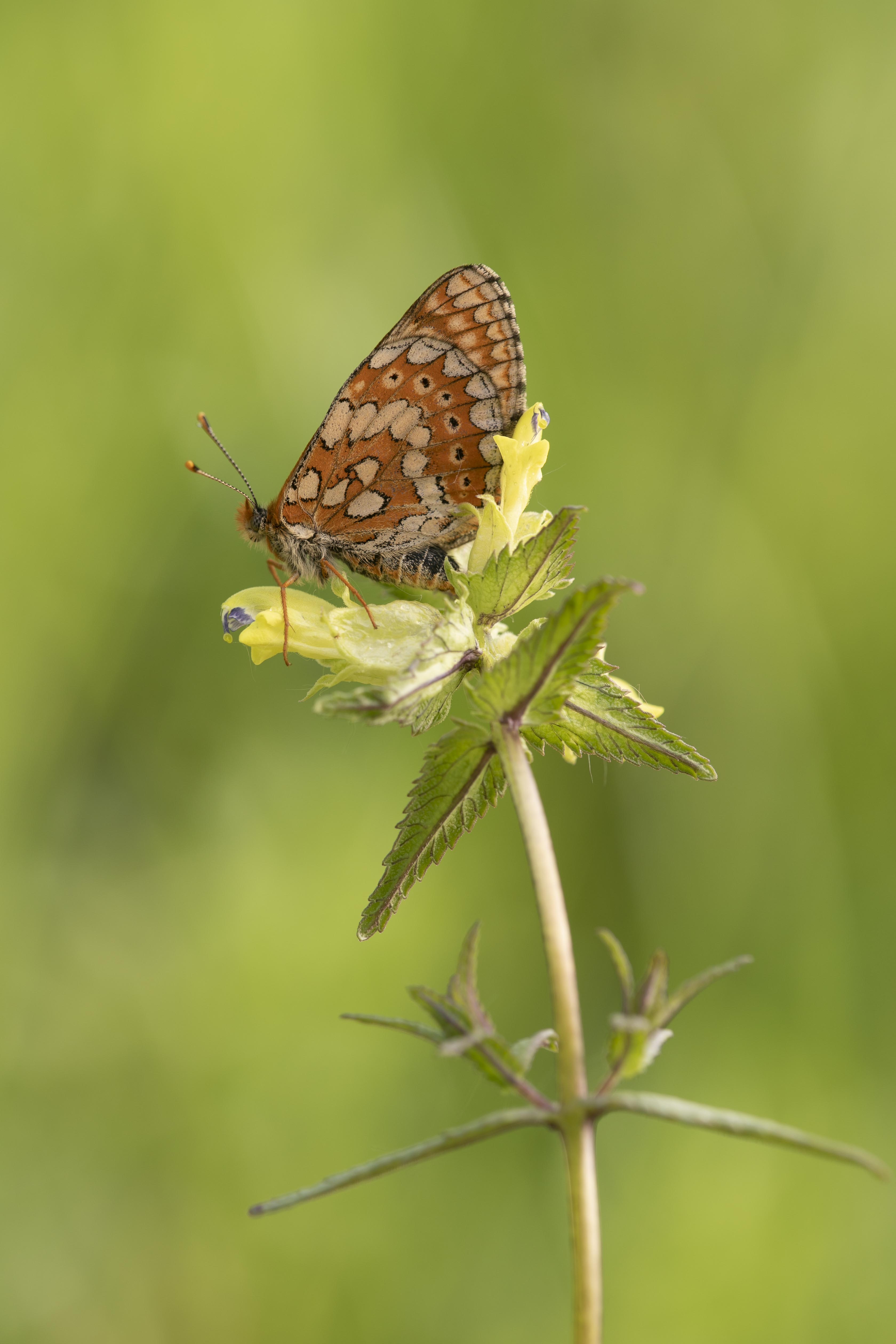 Marsh fritillary  - Eurodryas aurinia