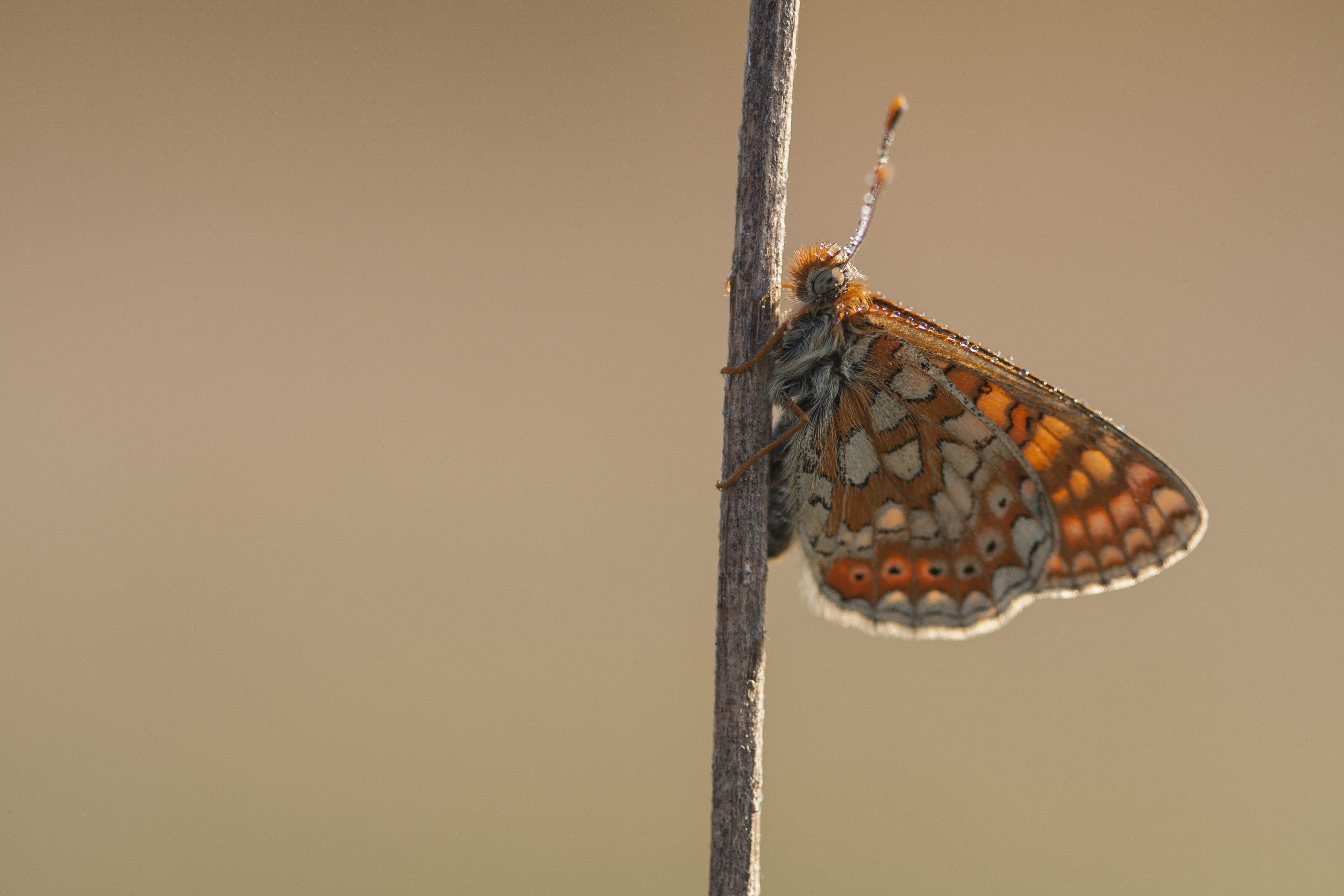 Moerasparelmoervlinder  - Eurodryas aurinia