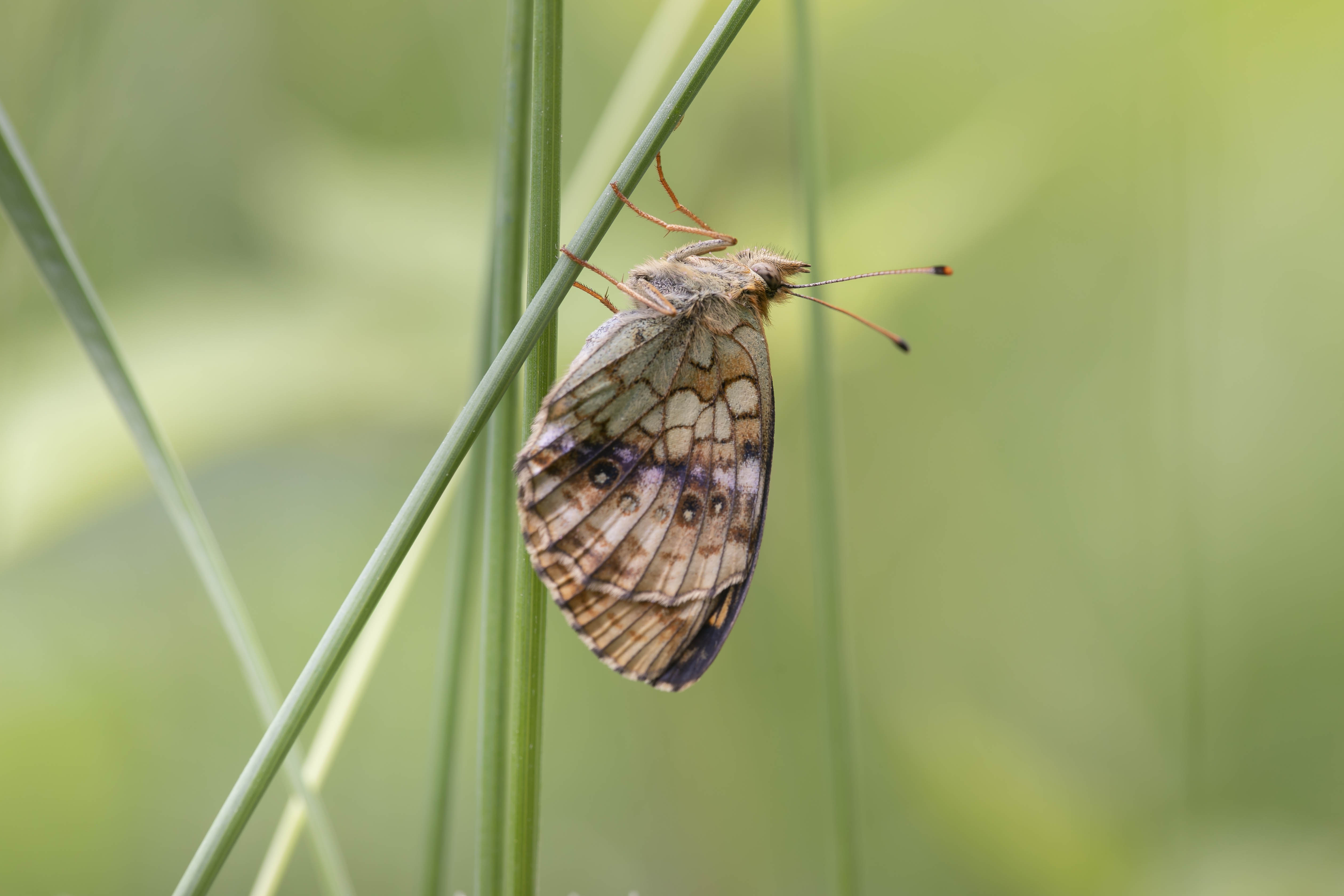 Lesser marbled fritillary  (Brenthis ino)