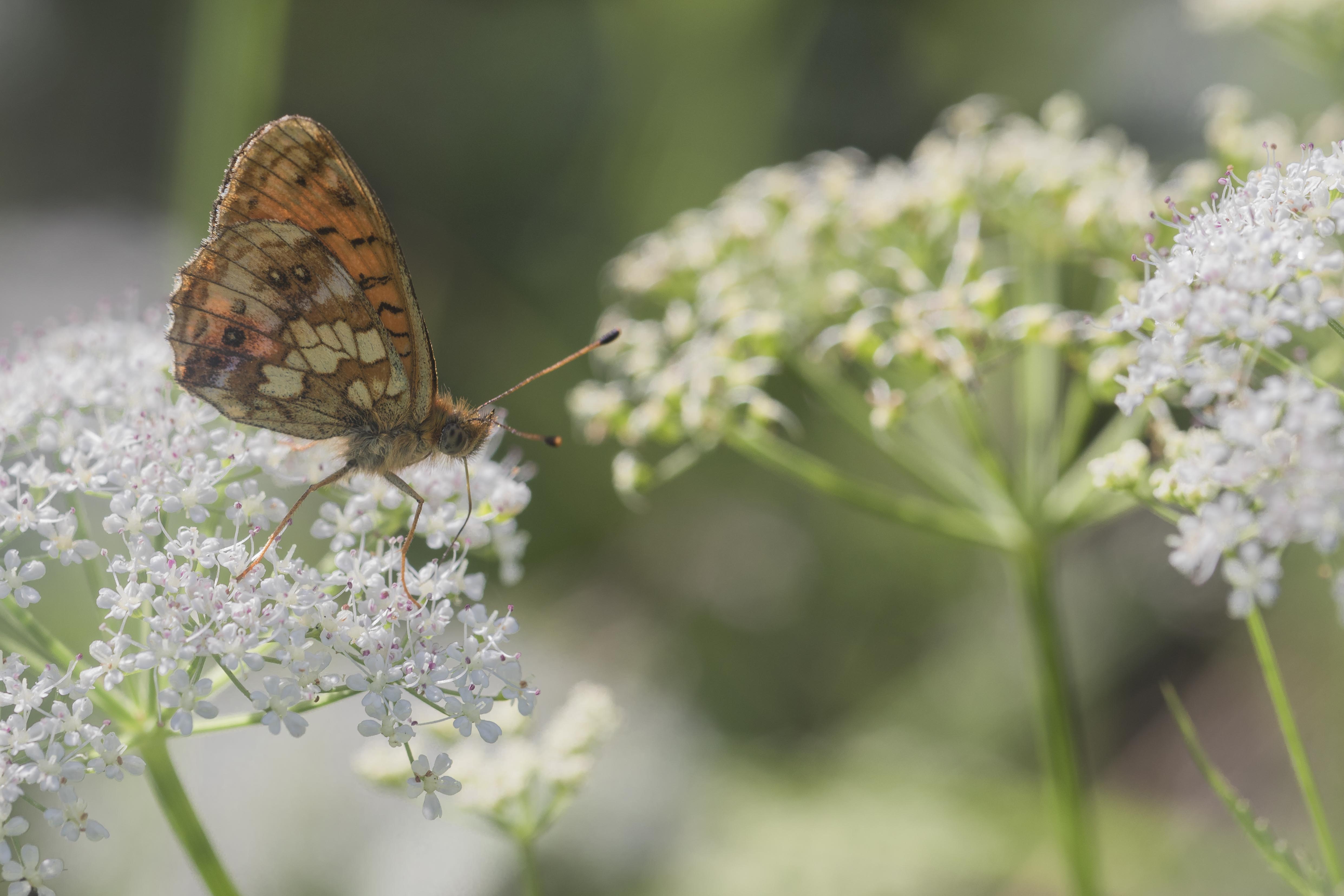 Lesser marbled fritillary  - Brenthis ino