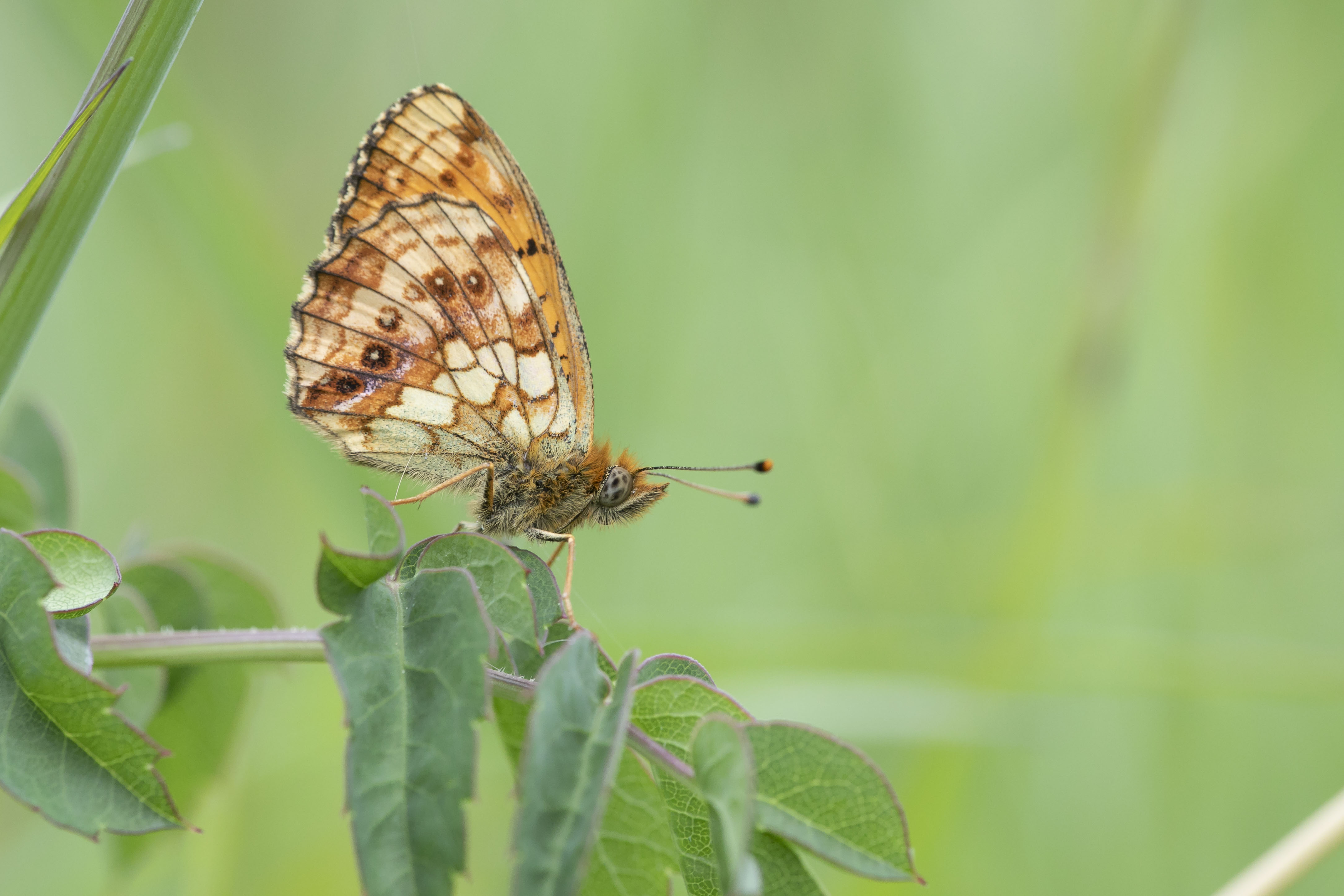 Lesser marbled fritillary  - Brenthis ino