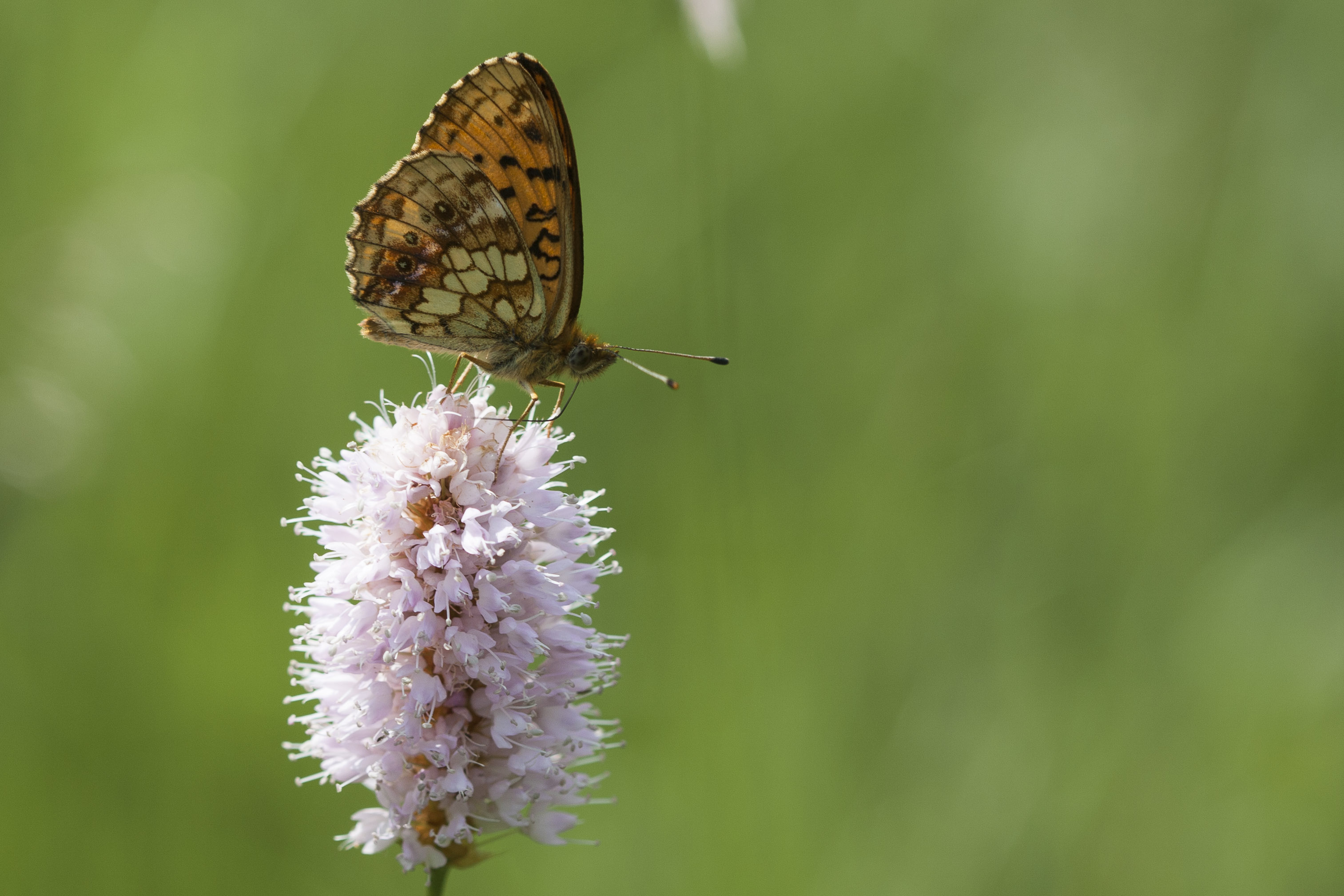 Lesser marbled fritillary  - Brenthis ino