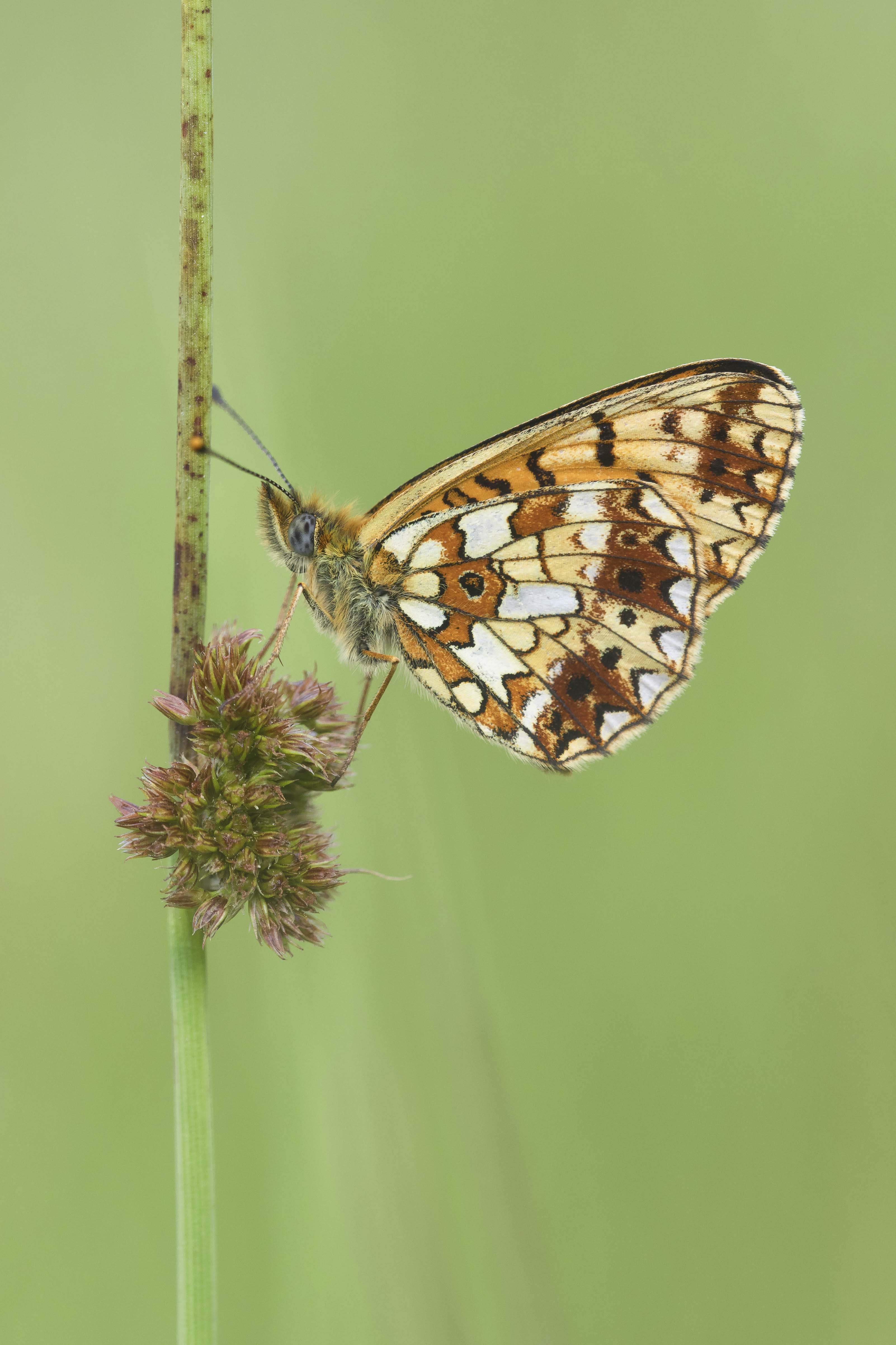 Small pearl bordered fritillary  - Boloria selene