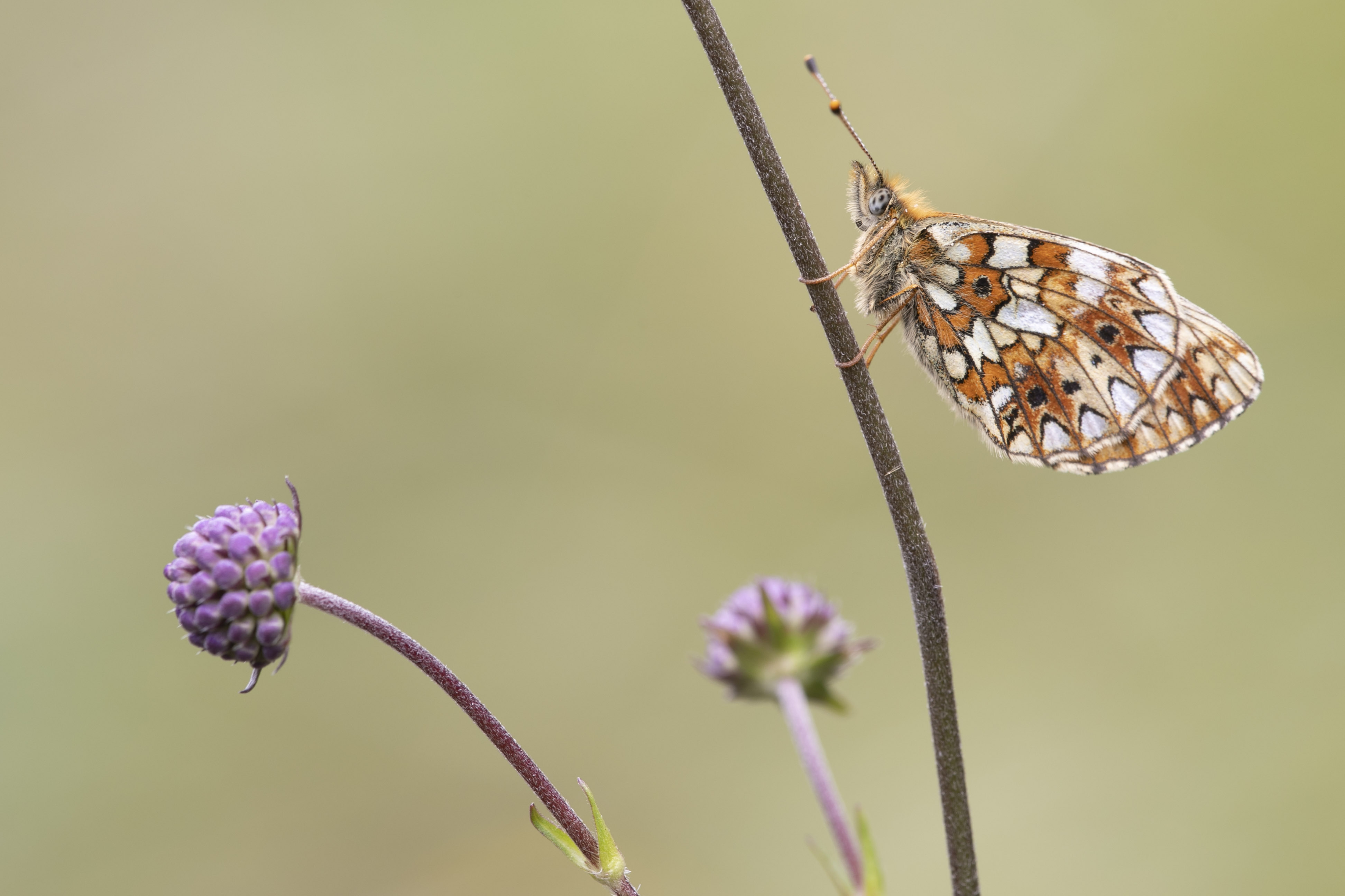 Small pearl bordered fritillary  - Boloria selene