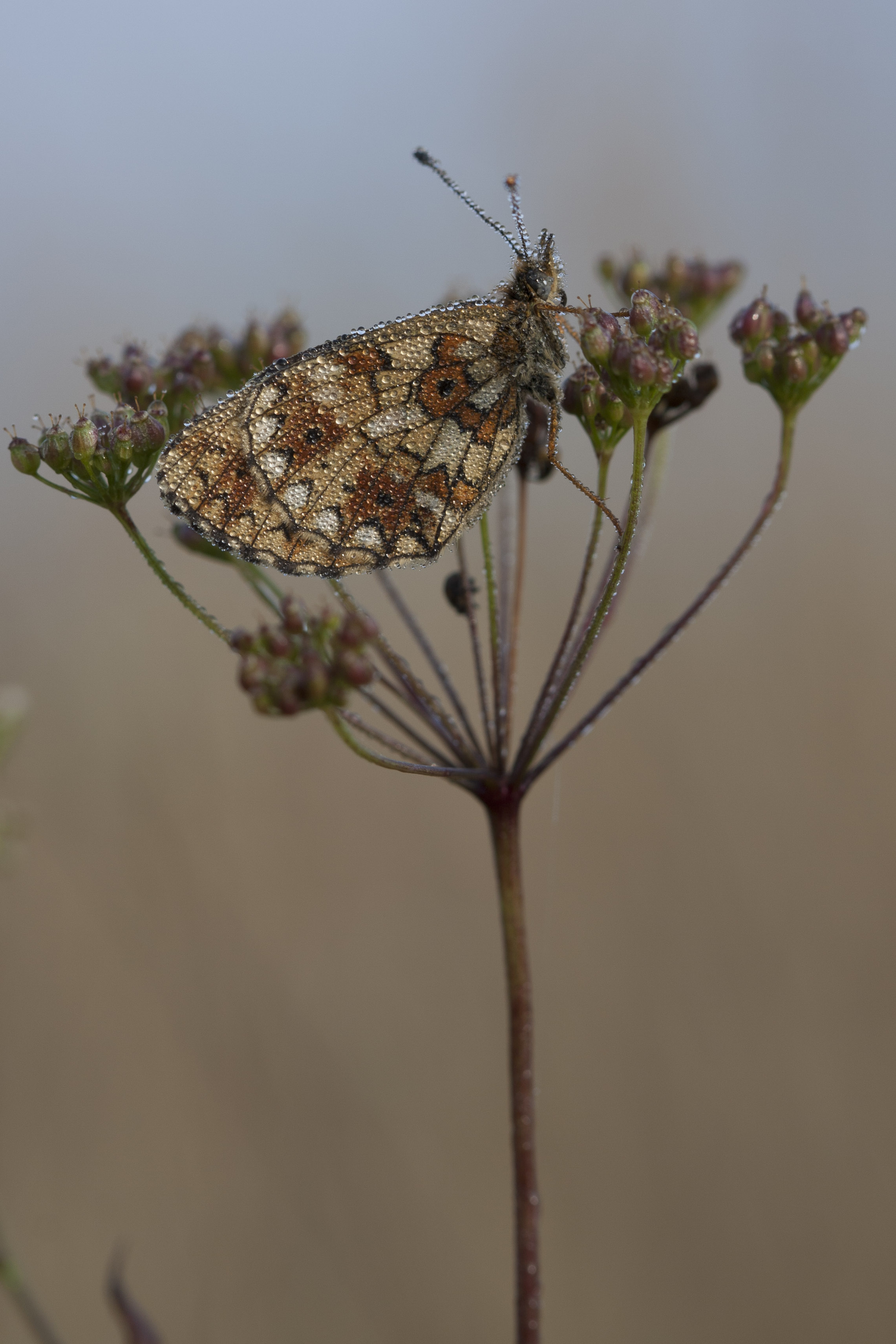 Small pearl bordered fritillary  - Boloria selene