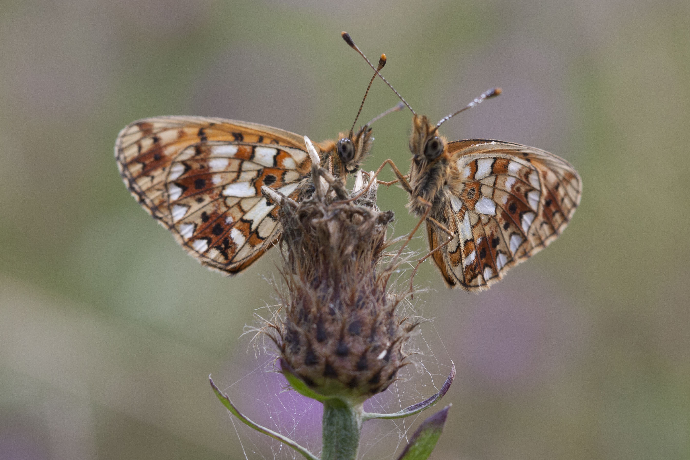 Small pearl bordered fritillary  - Boloria selene