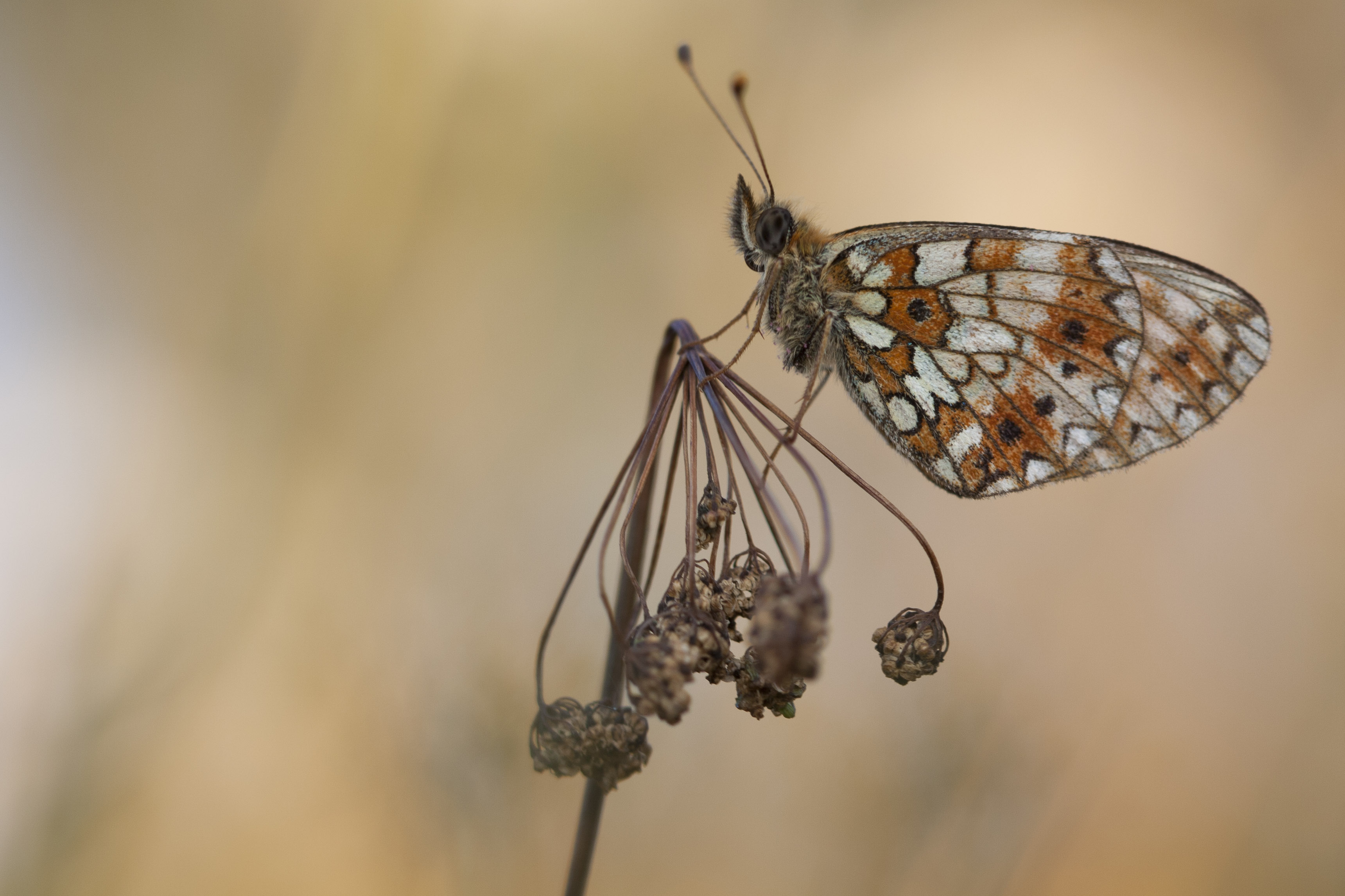 Zilveren Maan  - Boloria selene