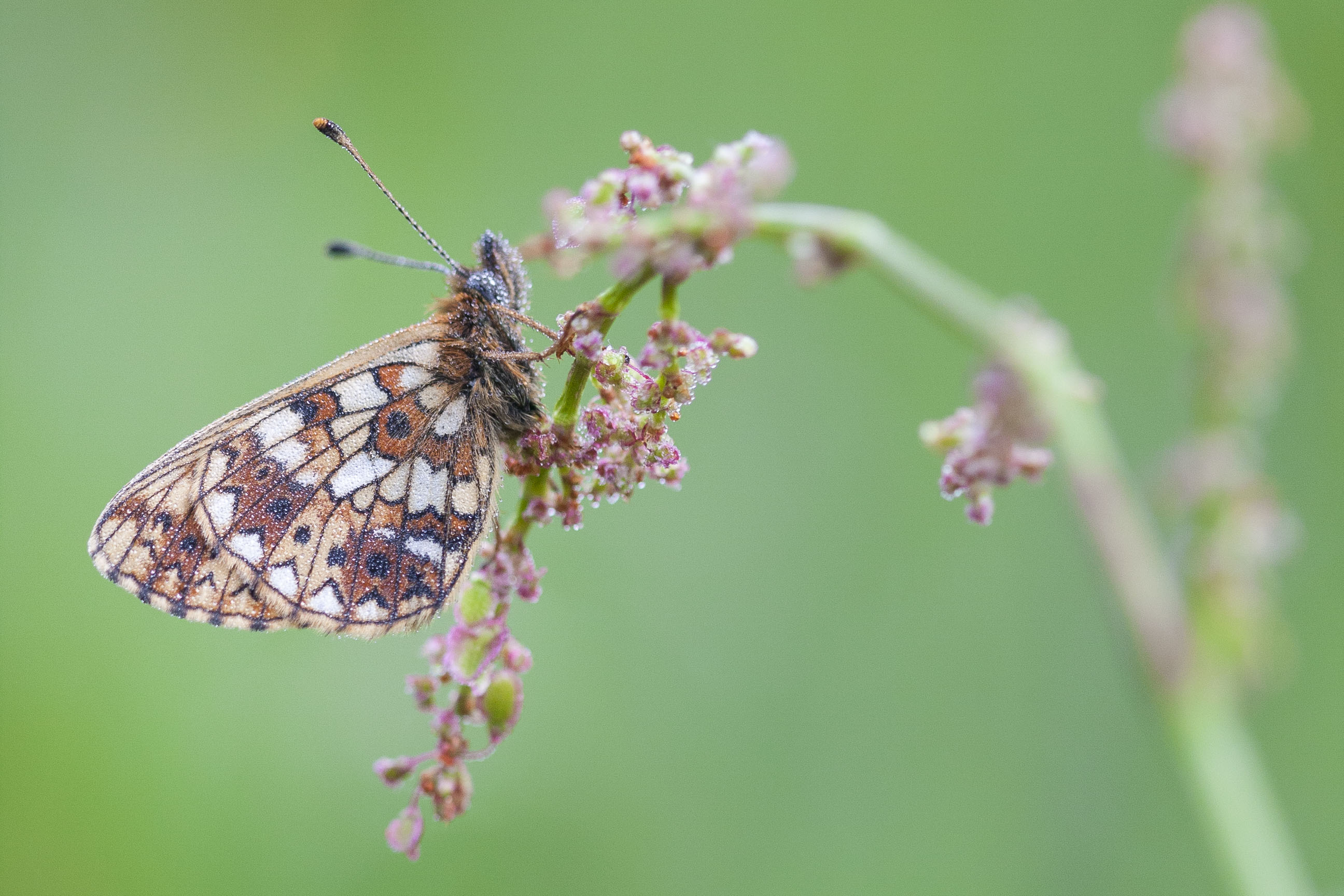 Small pearl bordered fritillary  - Boloria selene