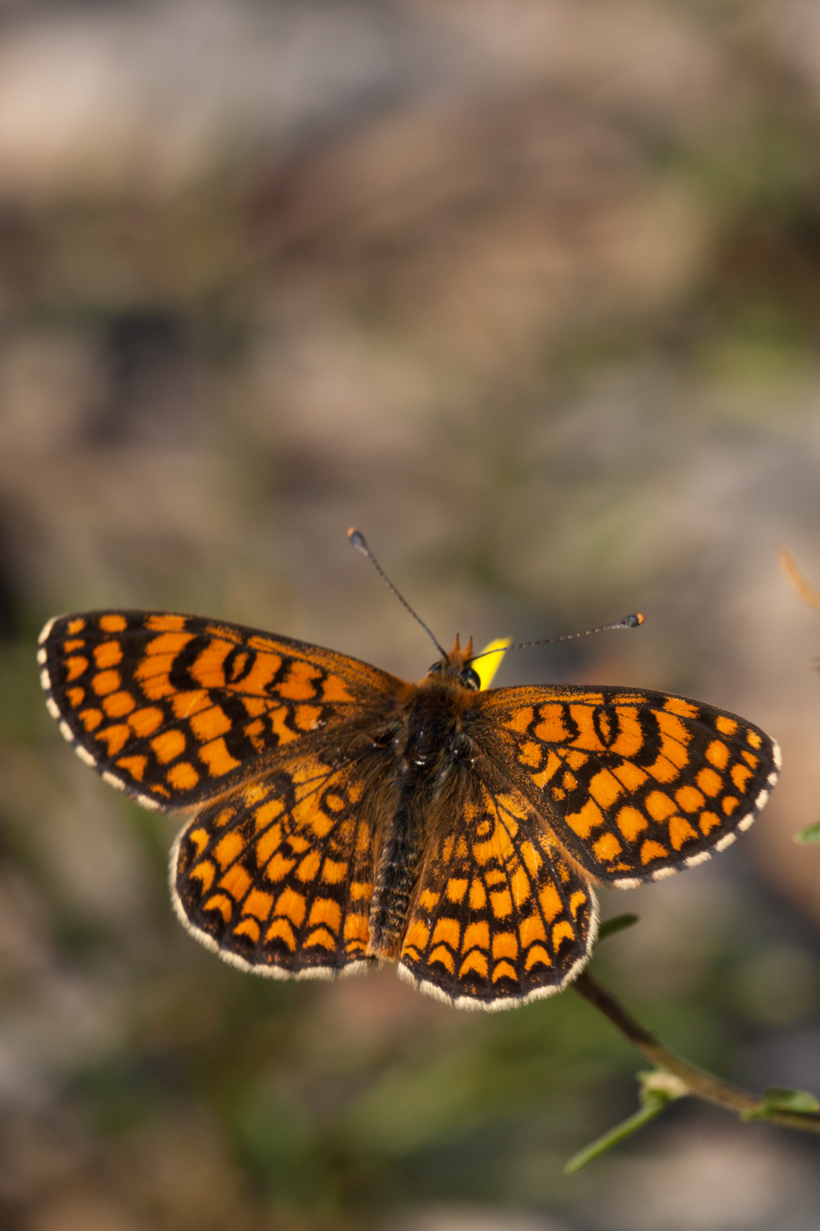 Spaanse Parelmoervlinder  - Melitaea deione