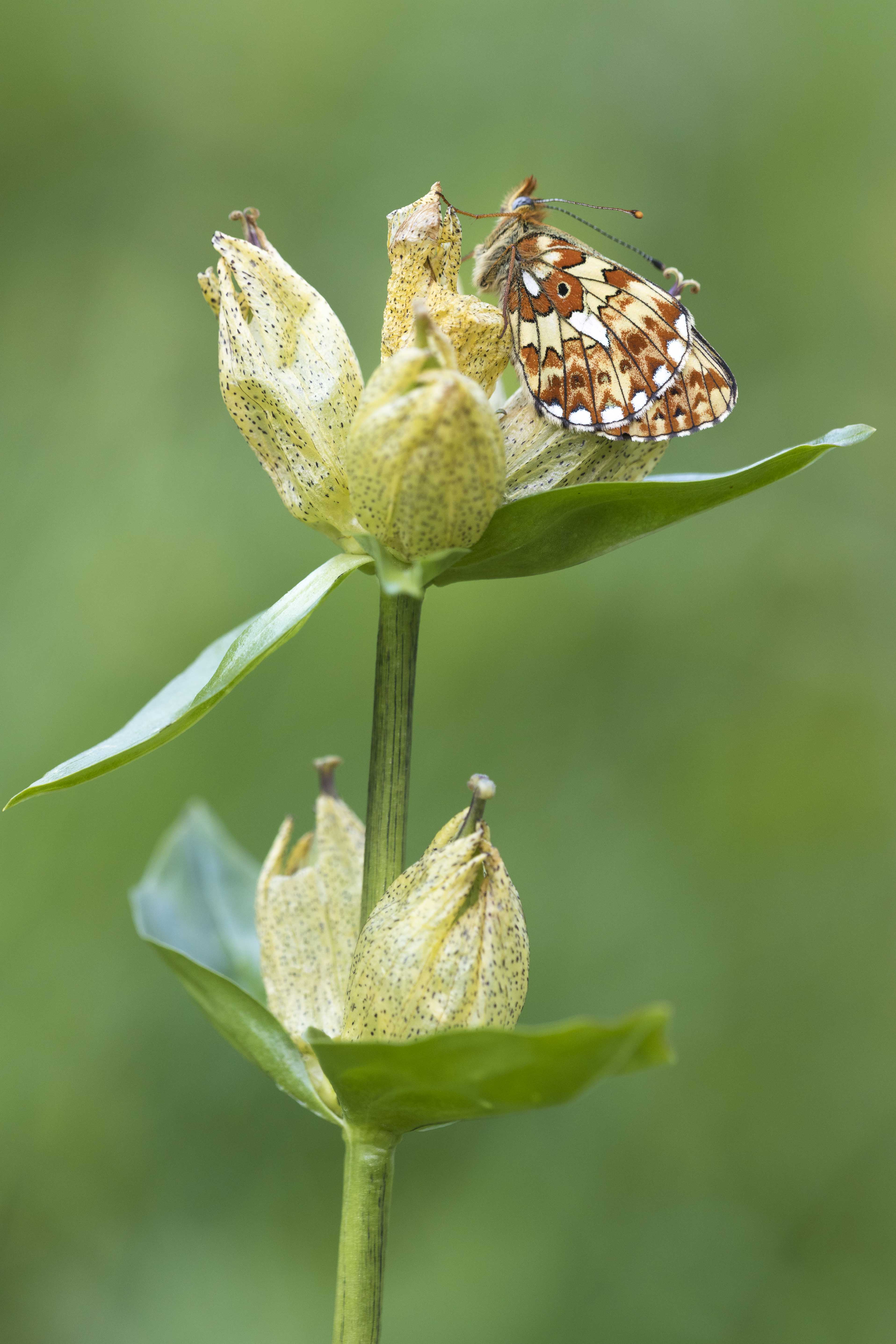 Zilvervlek  - Boloria euphrosyne