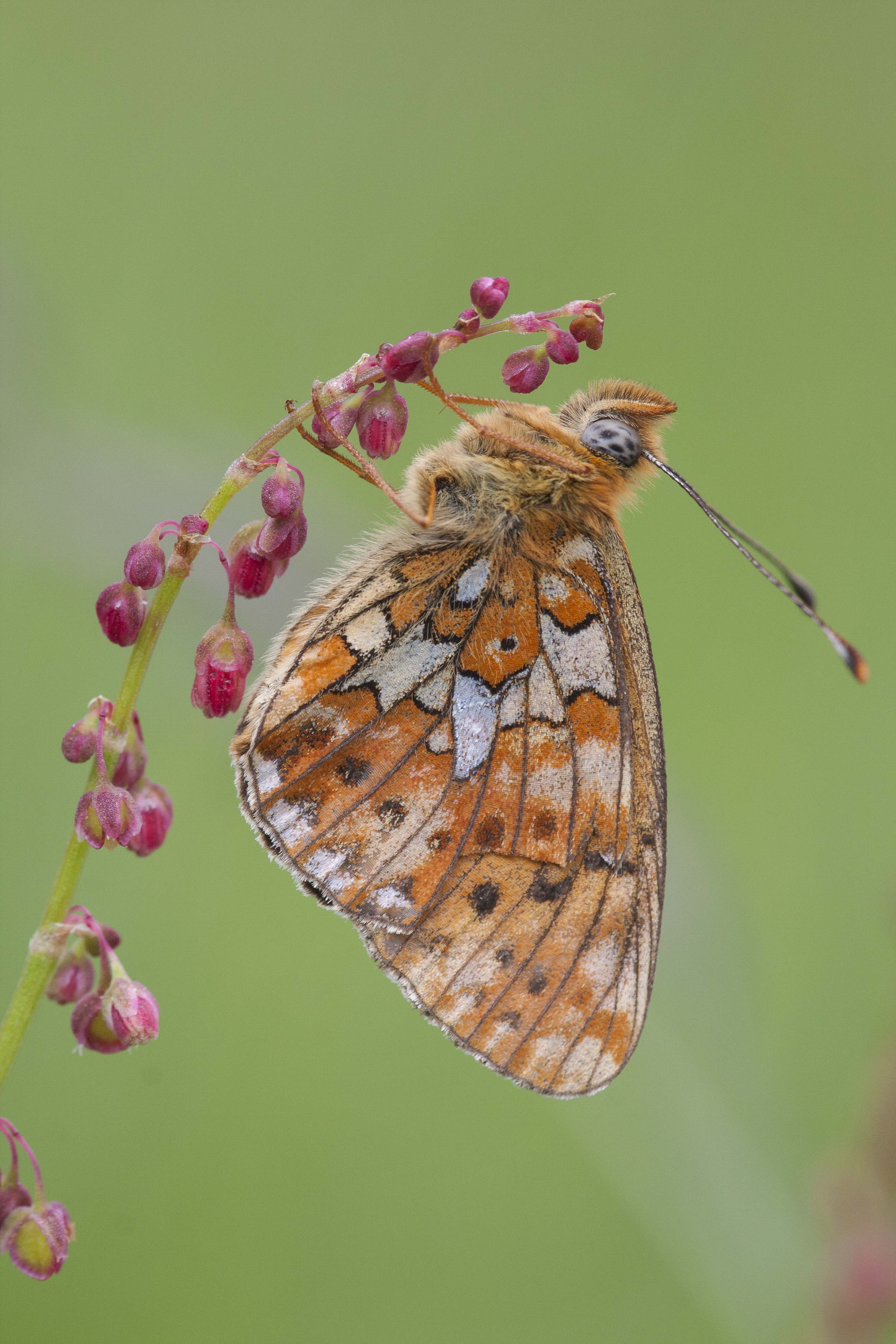 Zilvervlek  - Boloria euphrosyne