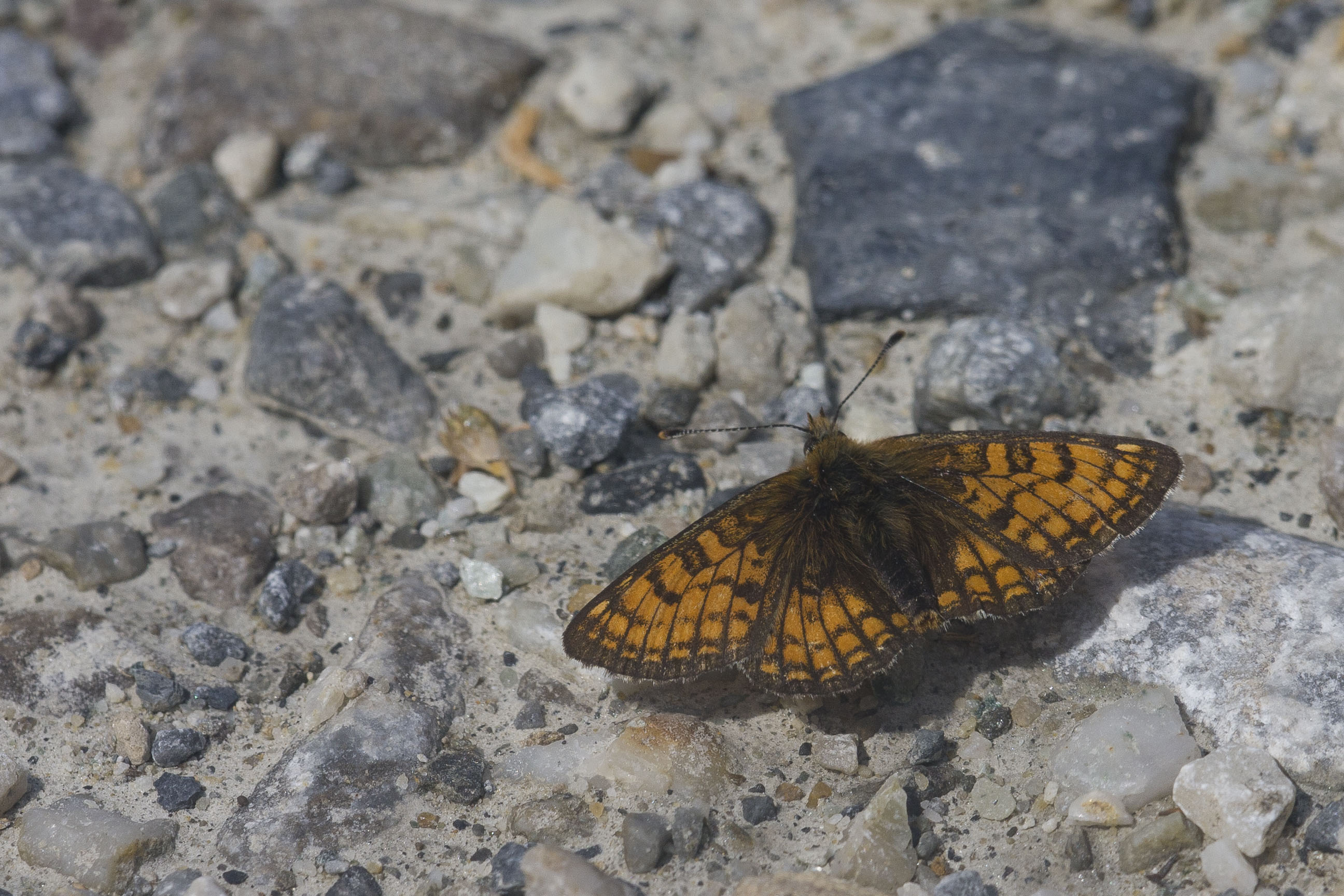 Meadow Fritillary  - Melitaea parthenoides