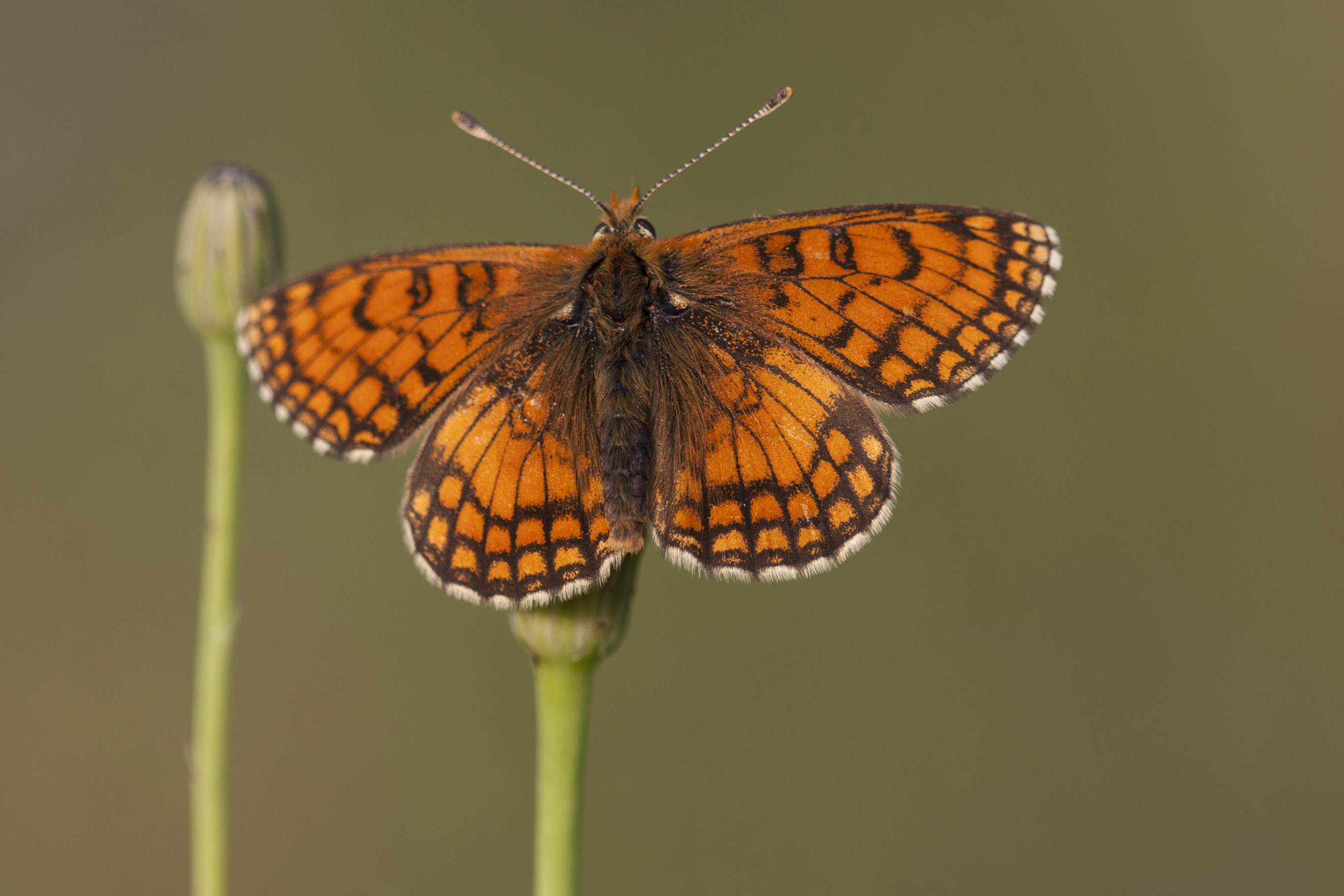 Meadow Fritillary  - Melitaea parthenoides