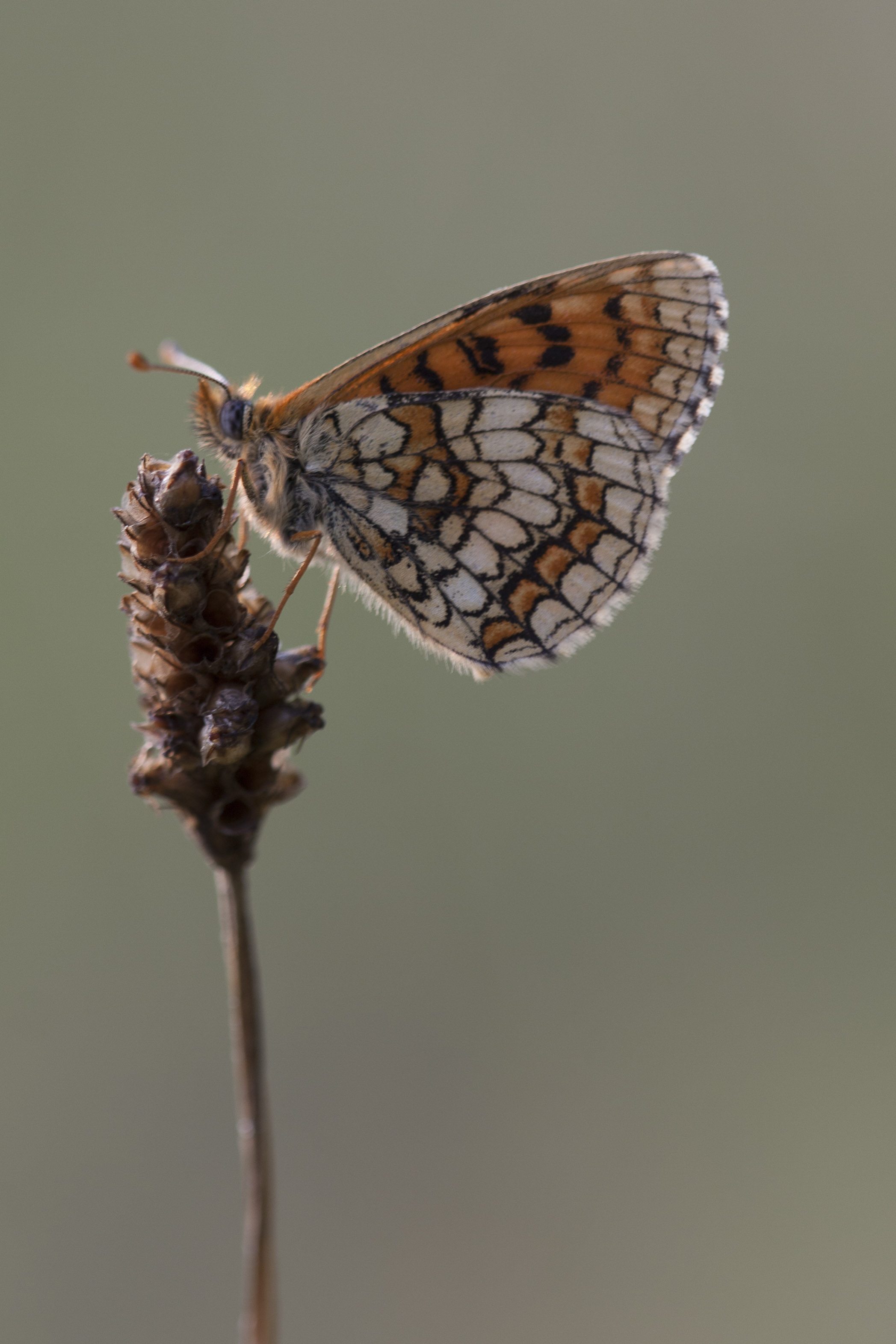 Westelijke Parelmoervlinder  - Melitaea parthenoides
