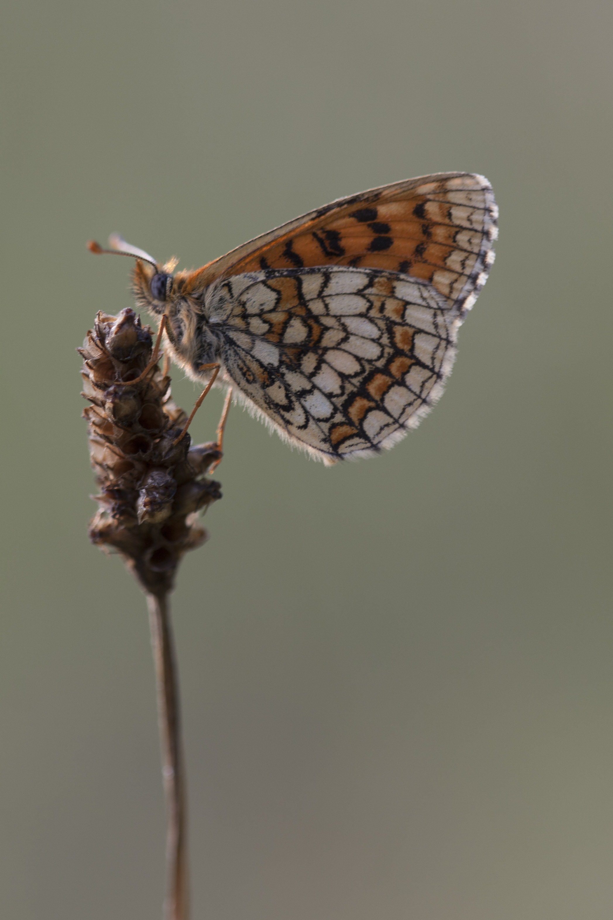 Meadow Fritillary  - Melitaea parthenoides