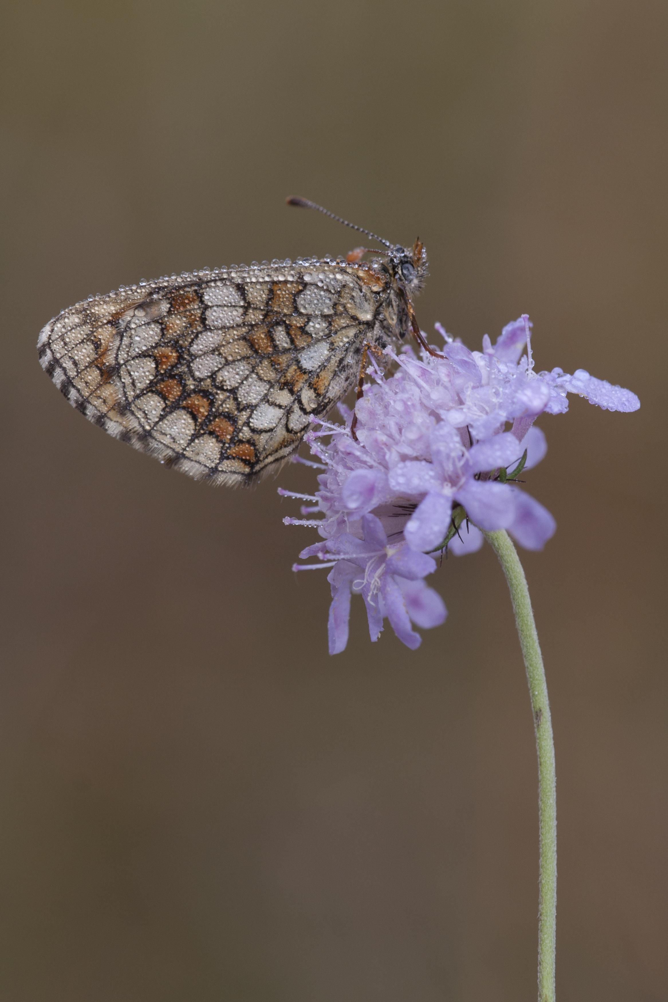 Westelijke Parelmoervlinder  - Melitaea parthenoides