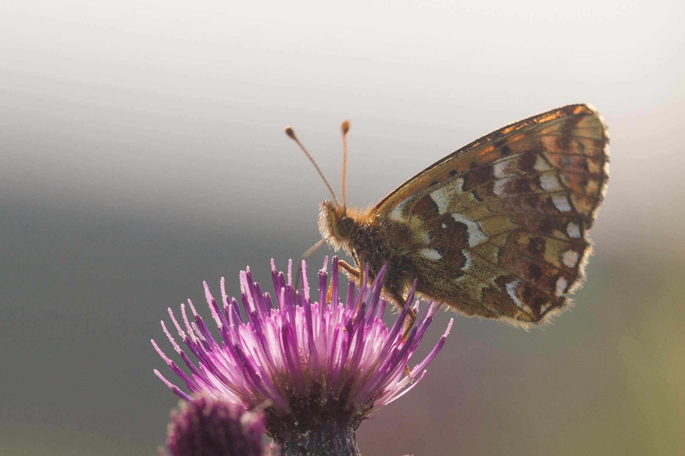 Cranberry Fritillary  - Boloria aquilonaris