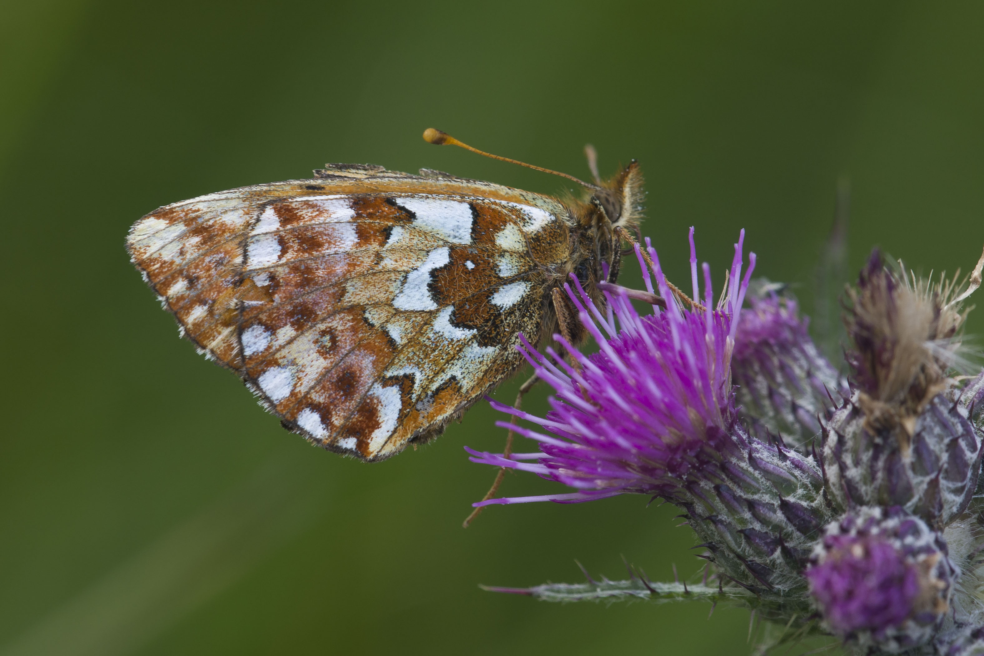 Cranberry Fritillary  - Boloria aquilonaris