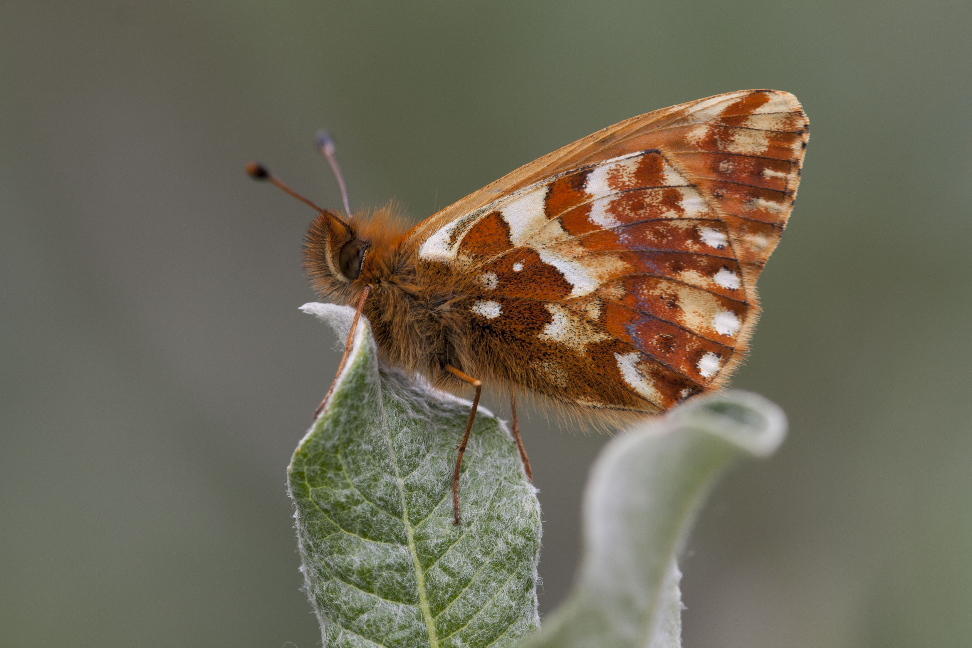 Cranberry Fritillary  - Boloria aquilonaris