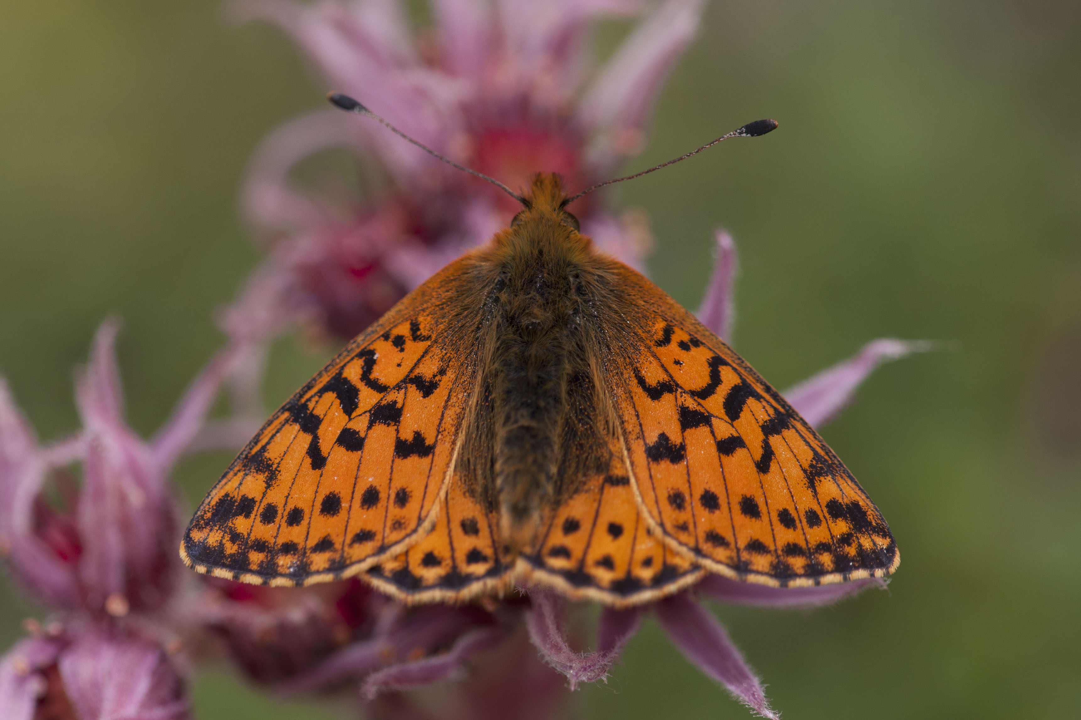 Cranberry Fritillary  - Boloria aquilonaris