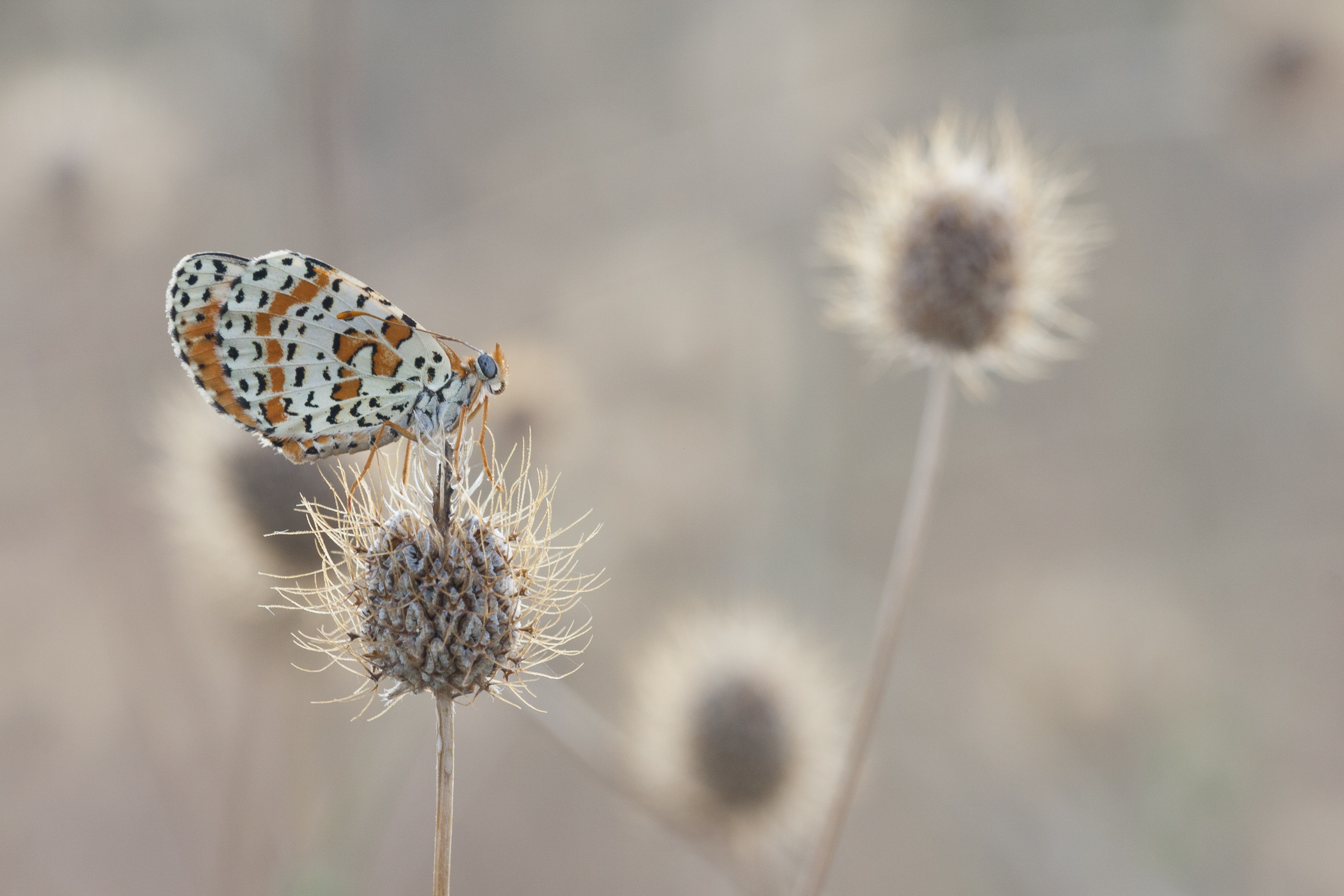 Toortsparelmoervlinder  - Melitaea trivia