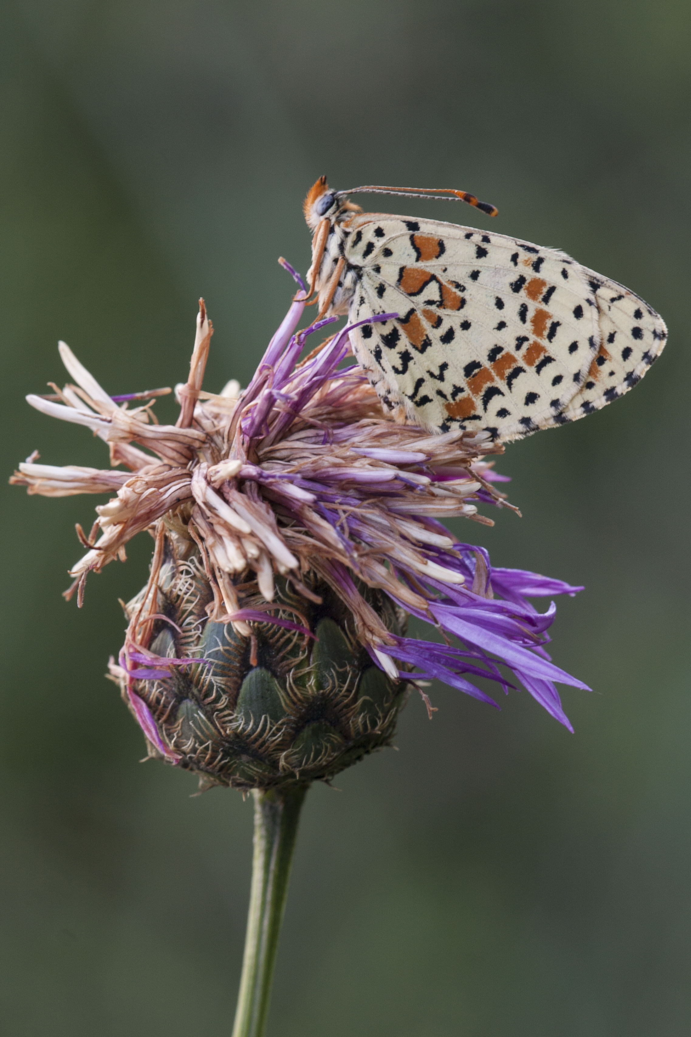 Lesser spotted fritillary  - Melitaea trivia