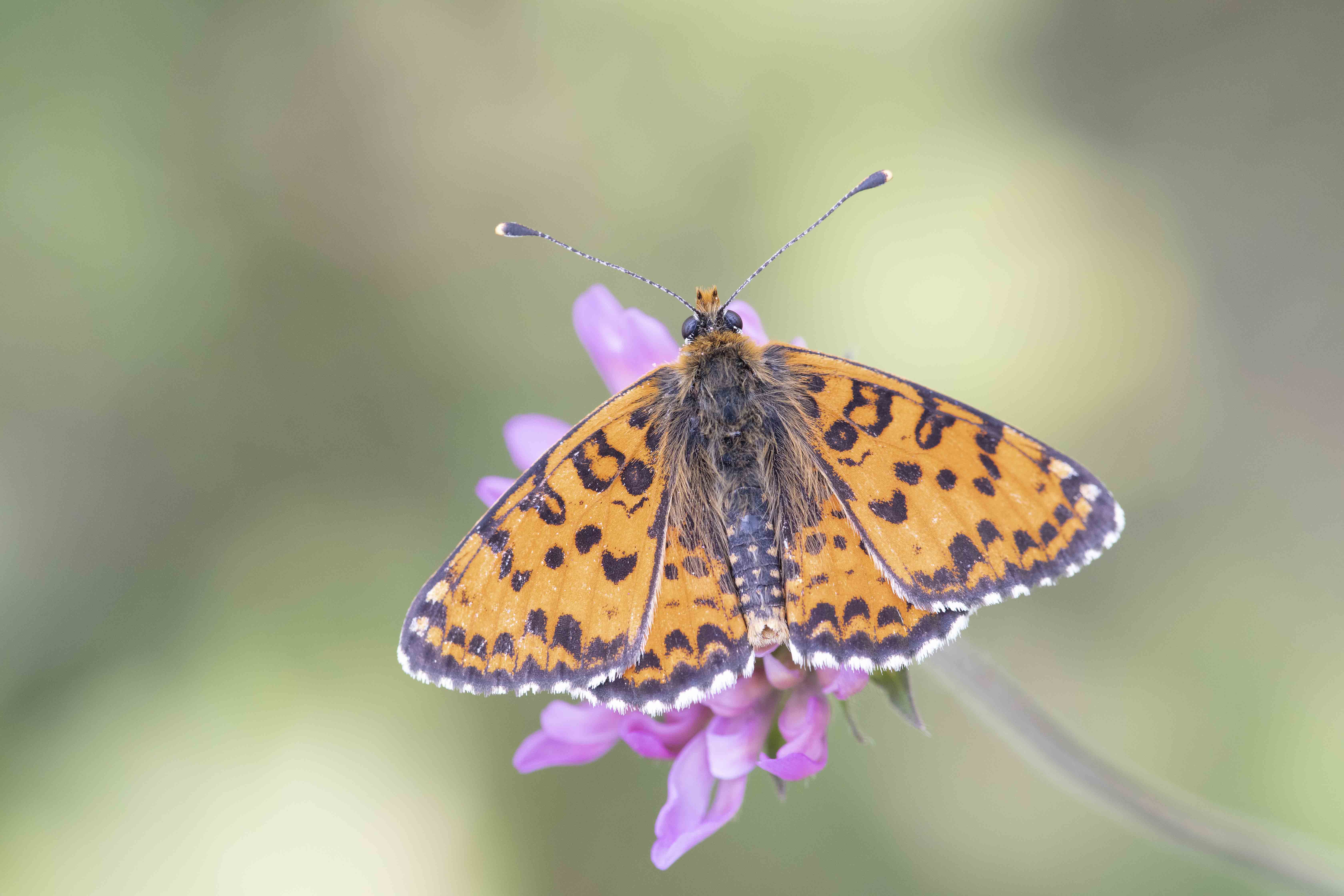 Tweekleurige Parelmoervlinder  - Melitaea didyma