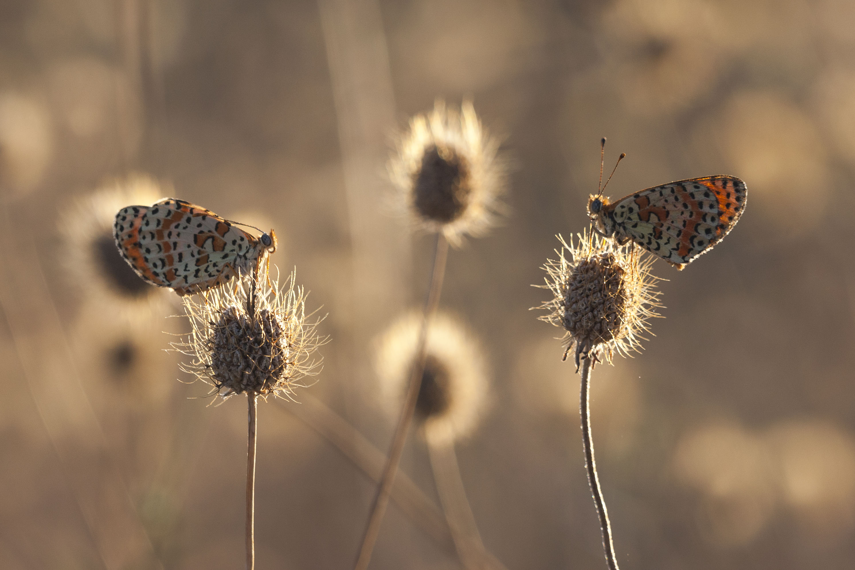 Tweekleurige Parelmoervlinder  - Melitaea didyma