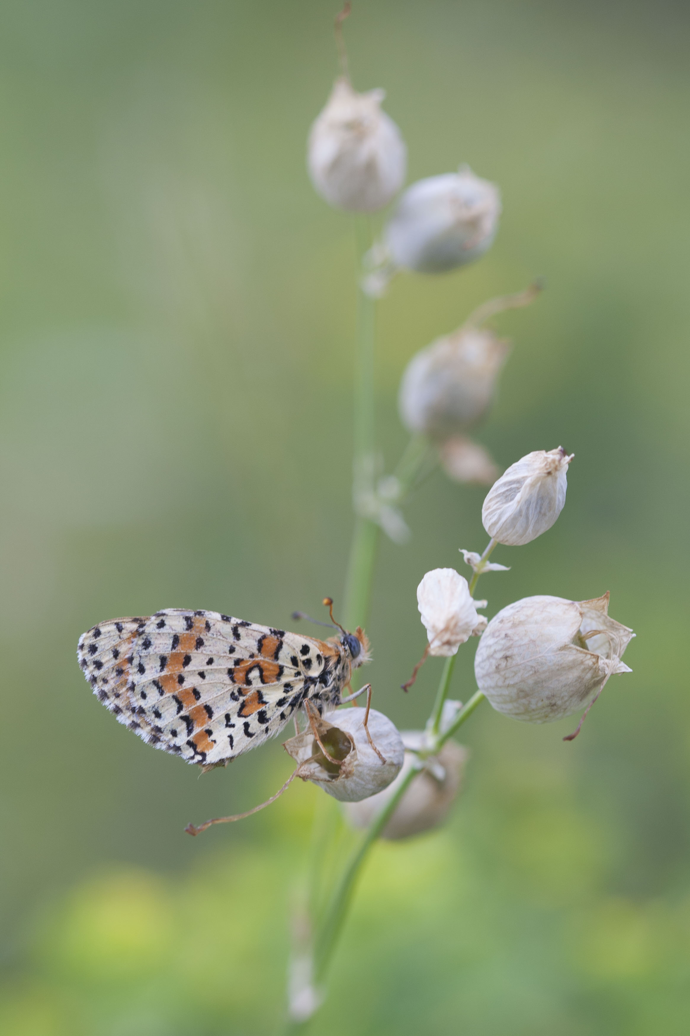 Tweekleurige Parelmoervlinder  - Melitaea didyma