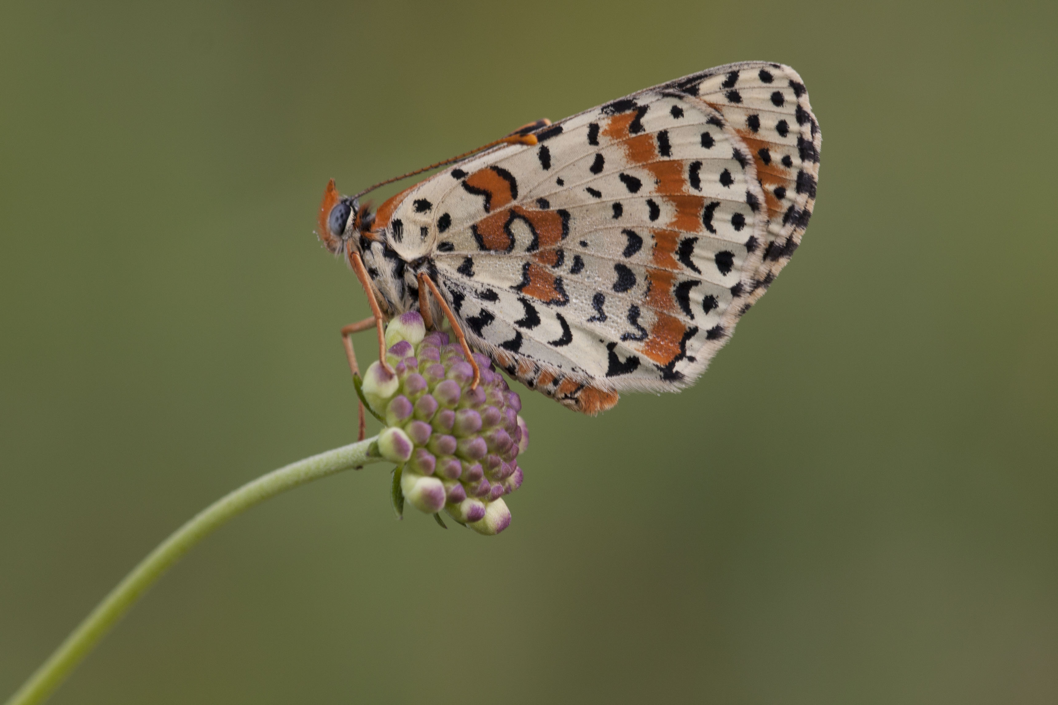 Tweekleurige Parelmoervlinder  - Melitaea didyma